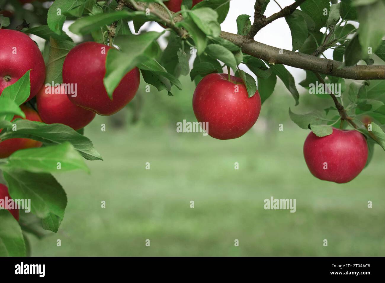 Ripe Apples in the Apple Orchard before Harvesting. Big Red delicious