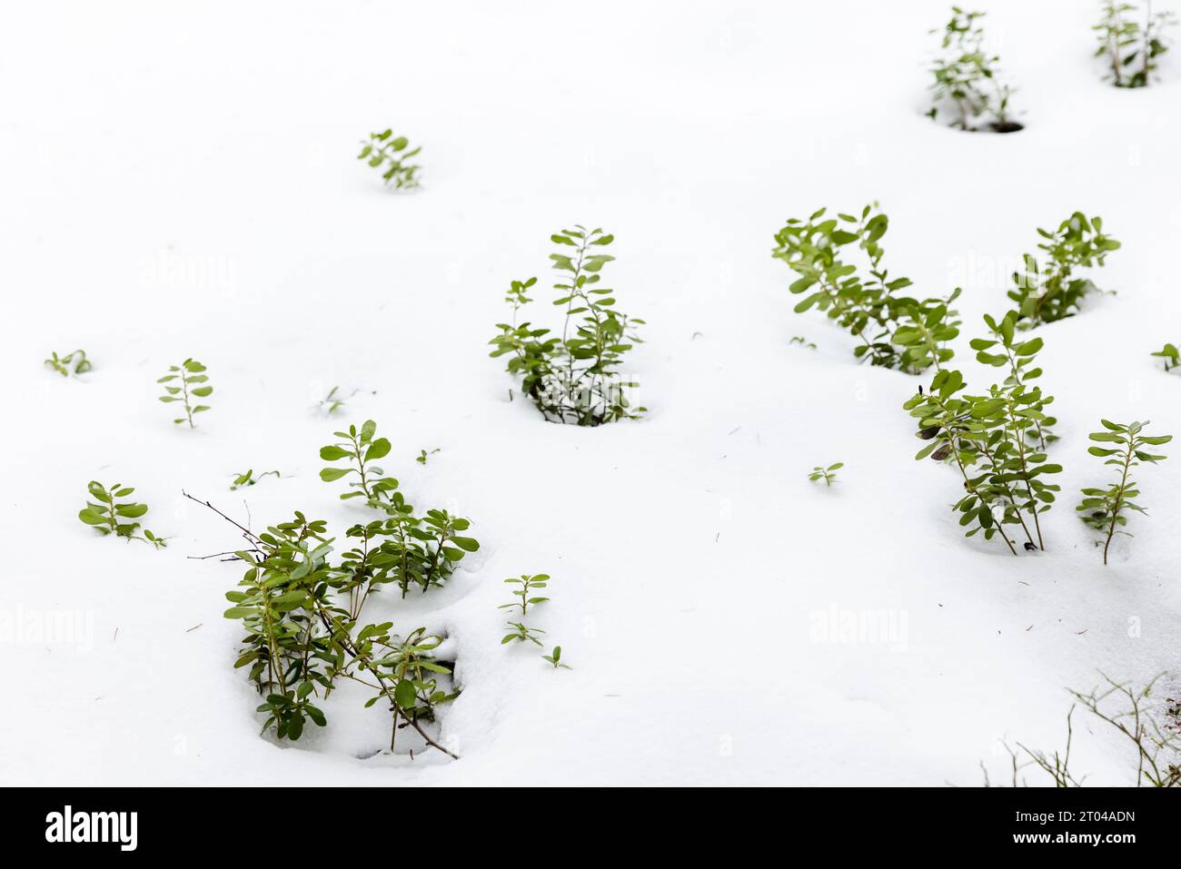 Green plants grow in a snowdrift on a winter day. Chamaedaphne calyculata, also known as leatherleaf or cassandra Stock Photo