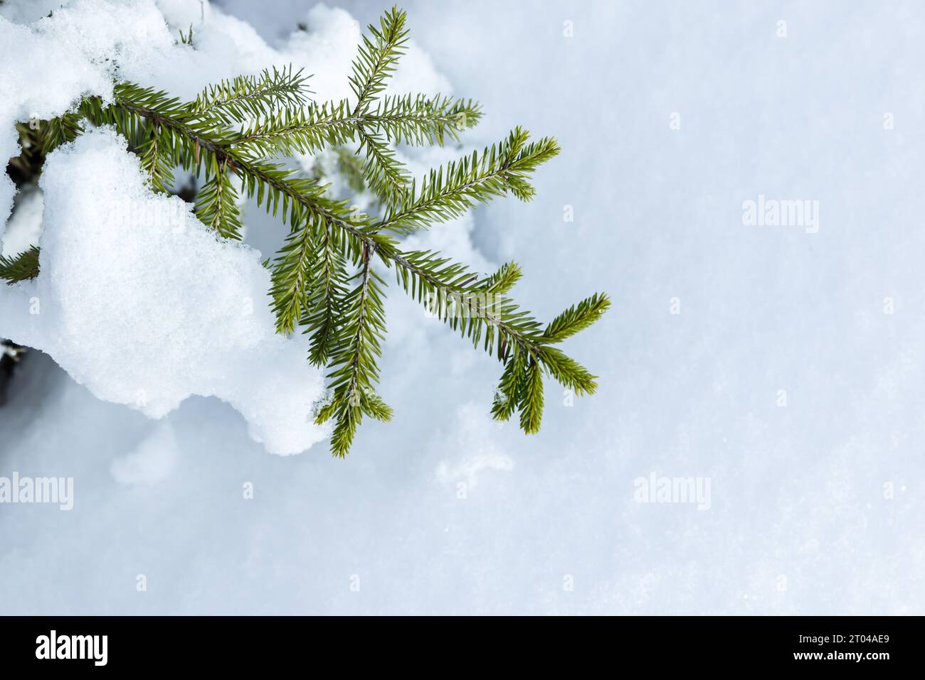 Spruce tree branch is over white snow background, top view, natural winter photo Stock Photo