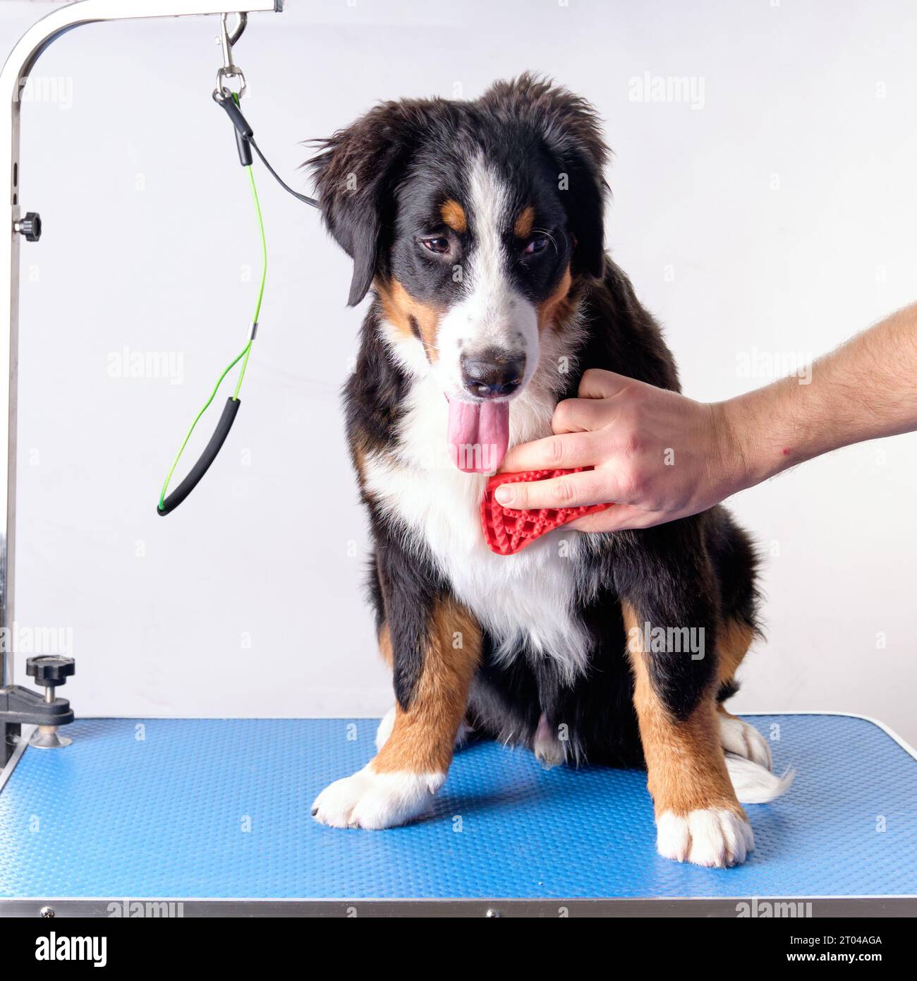 A man's hand with a silicone brush combs the chest of a Bernese