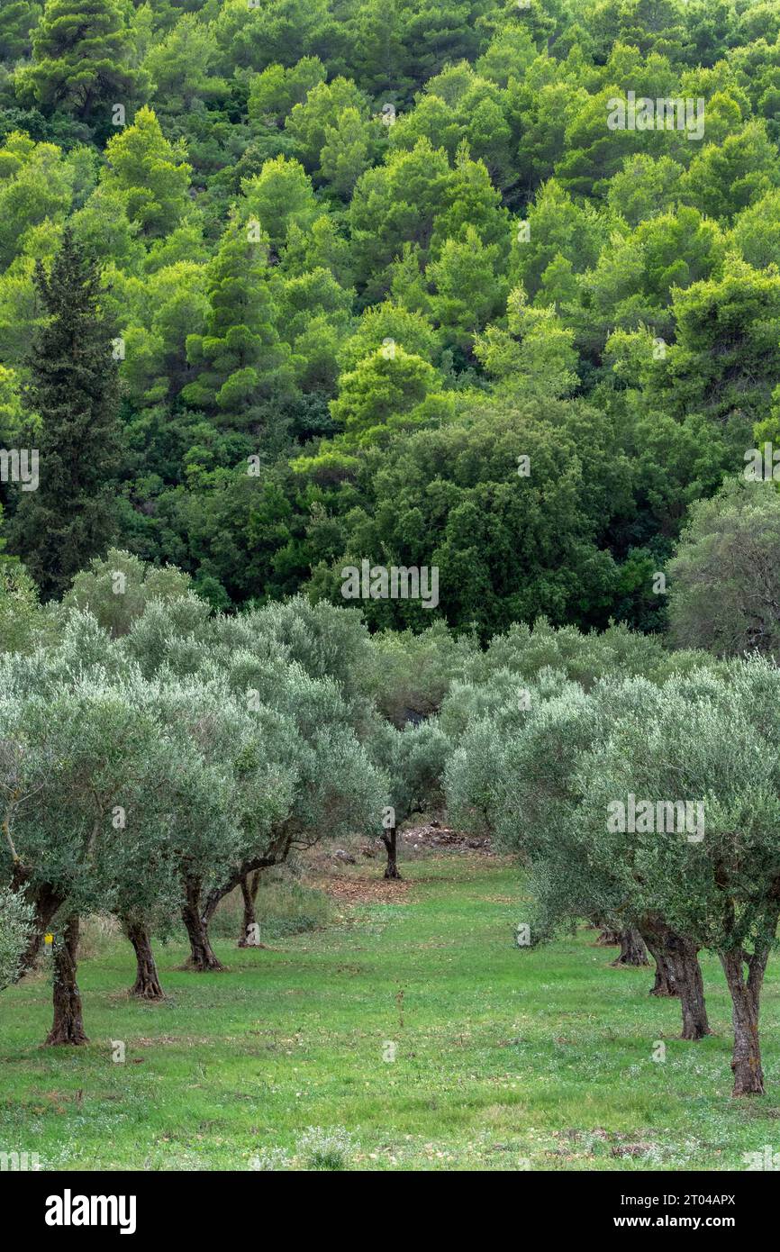 rows of olive trees growing on a grove on the greek island of zakynthos with cypress trees in a forest in the background. Stock Photo