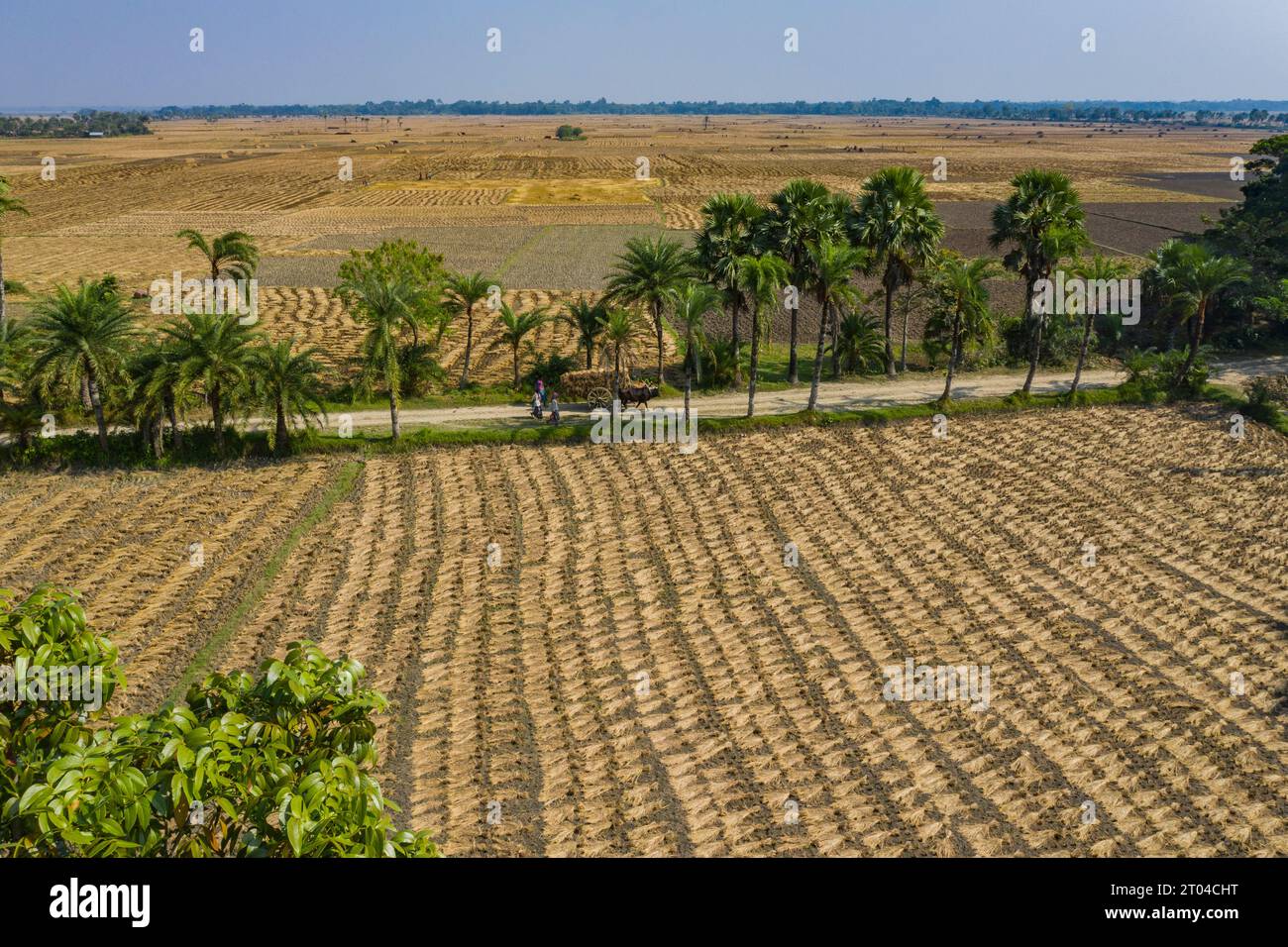 Farmers transporting rice paddy by Buffalo cart from field to home ...