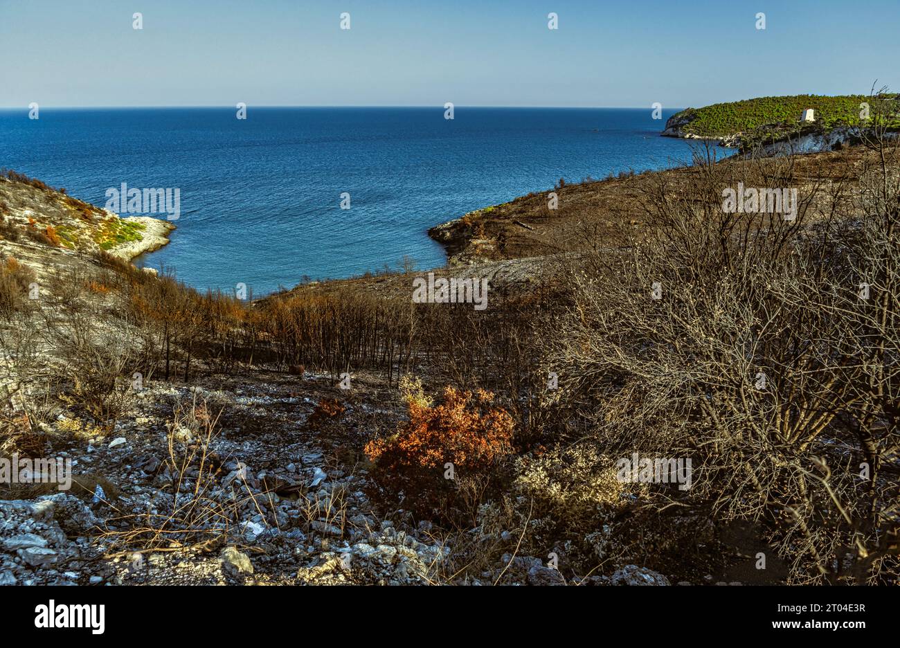 Summer fires have consumed and burned Mediterranean vegetation along the Gargano coast. Puglia, Italy, Europe Stock Photo