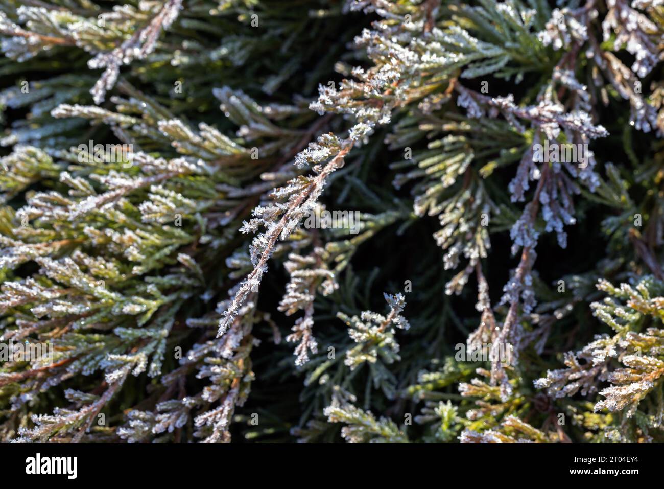 Green leaves of thuja with crystals of ice on it Stock Photo