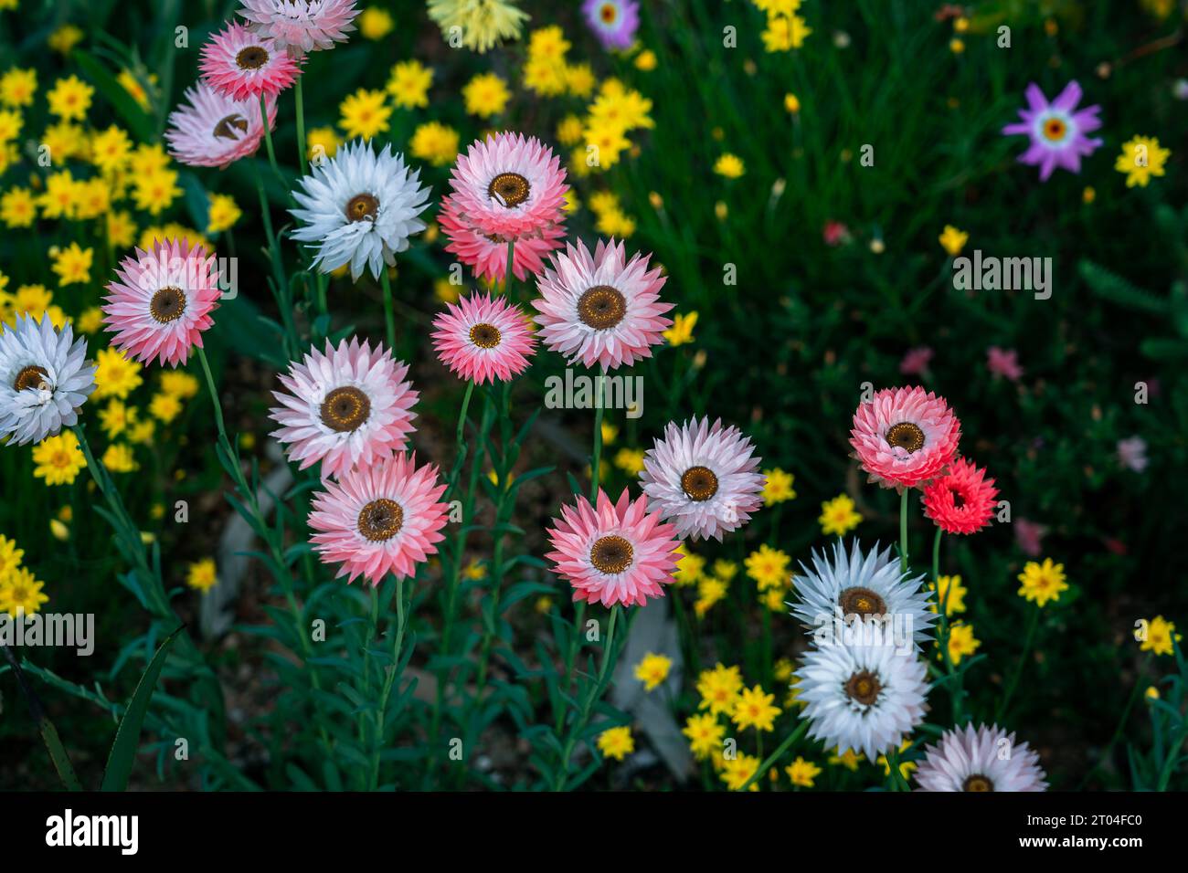 Everlasting daisies (Rhodanthe chlorocephala ssp. Rosea) native wildflower in Western Australia Stock Photo