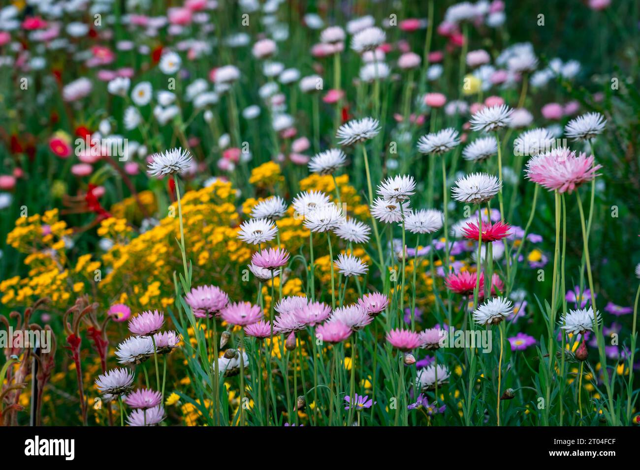 Everlasting daisies (Rhodanthe chlorocephala ssp. Rosea) native wildflower in Western Australia Stock Photo