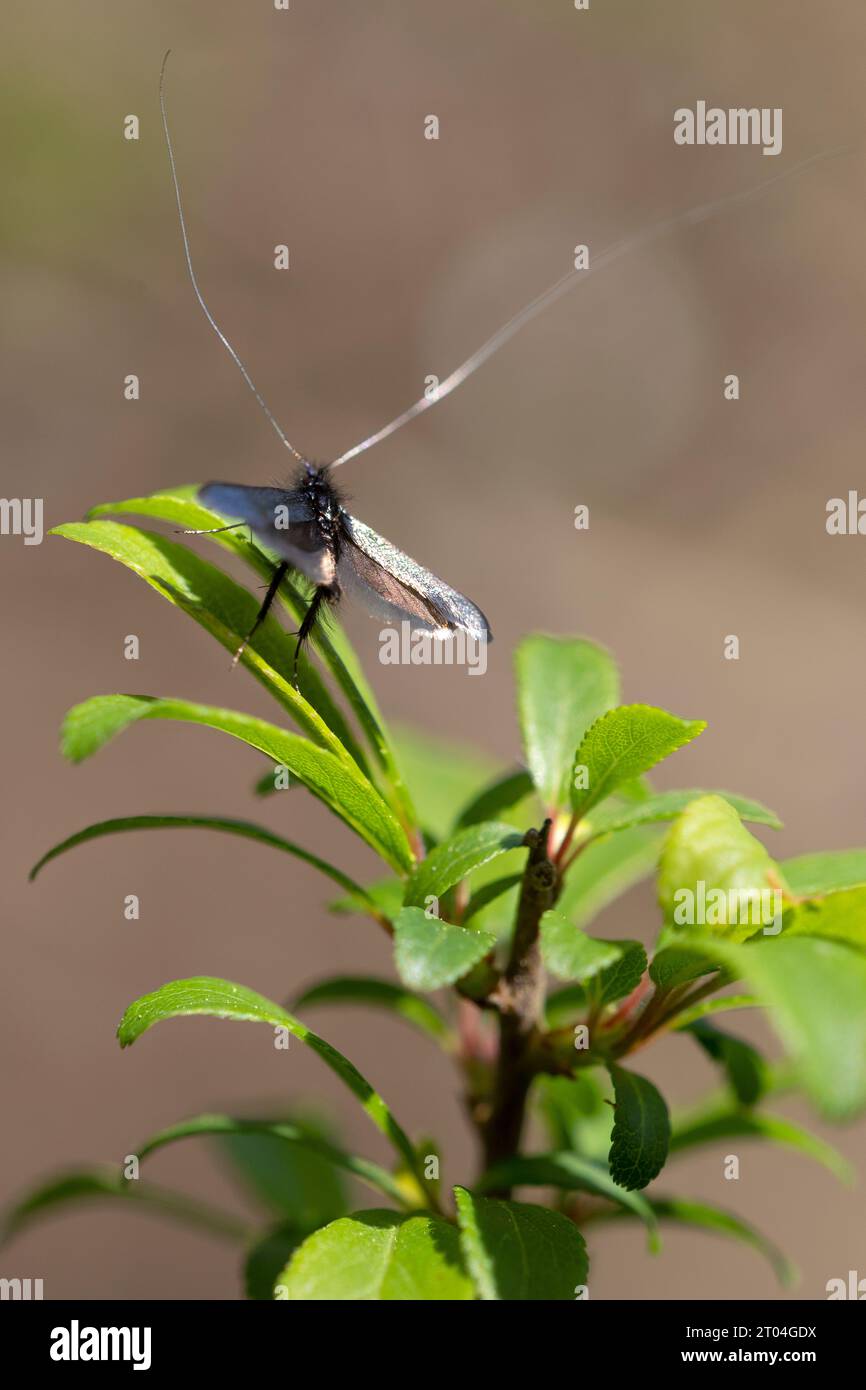 vertical photograph of the butterfly adela reaumurella seen from behind with open wings perched on bush leaves in daylight. Stock Photo