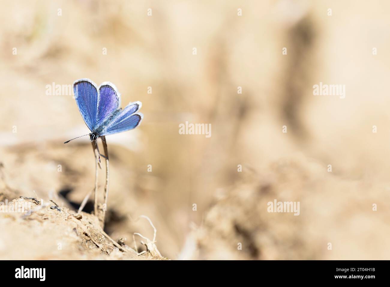 vertical photo of a blue butterfly contrasting with the light brown background. copy space. Stock Photo