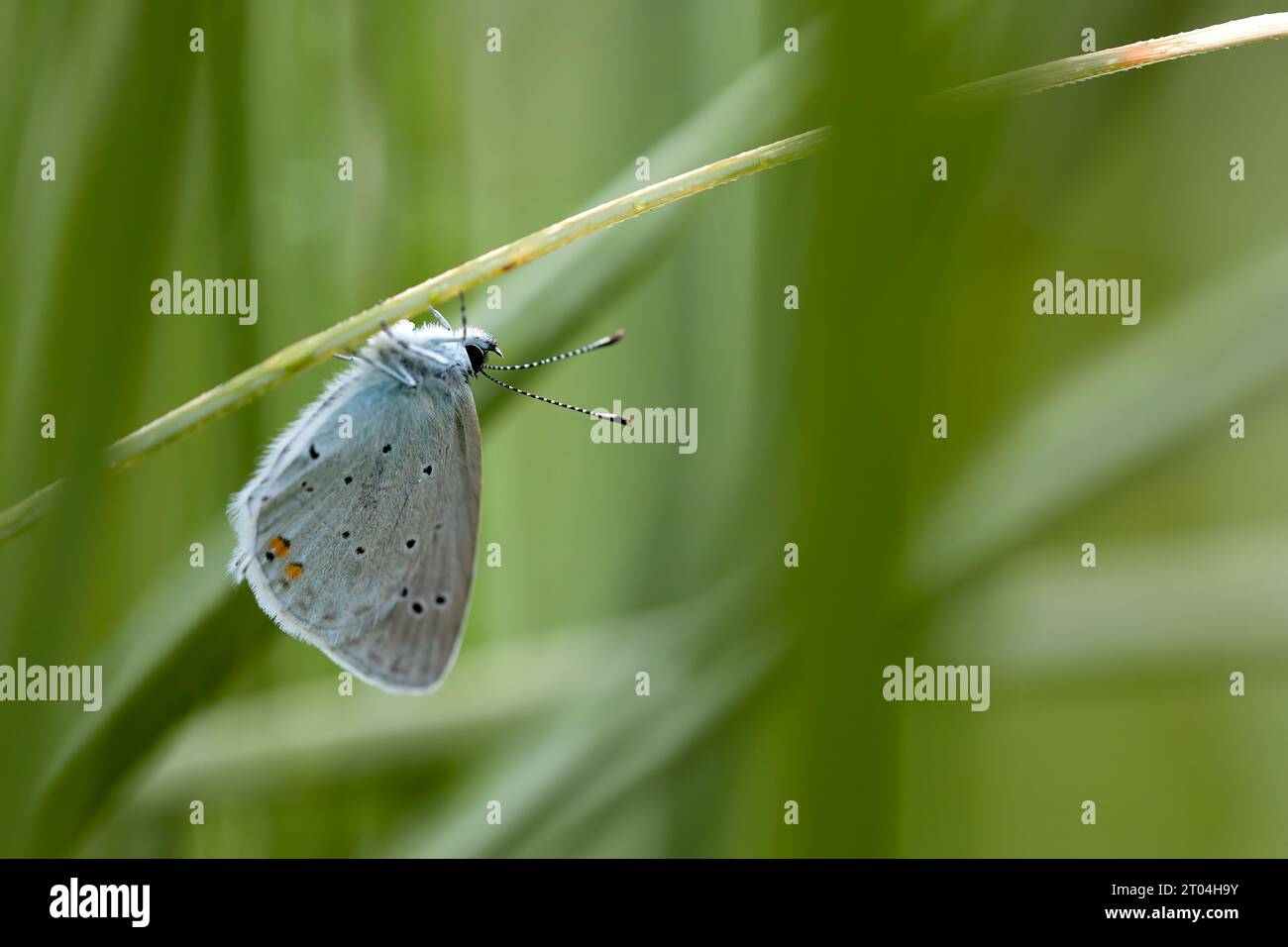 horizontal photo of nature and fauna, insects. blue butterfly in contrast with green background, space for copy. Stock Photo