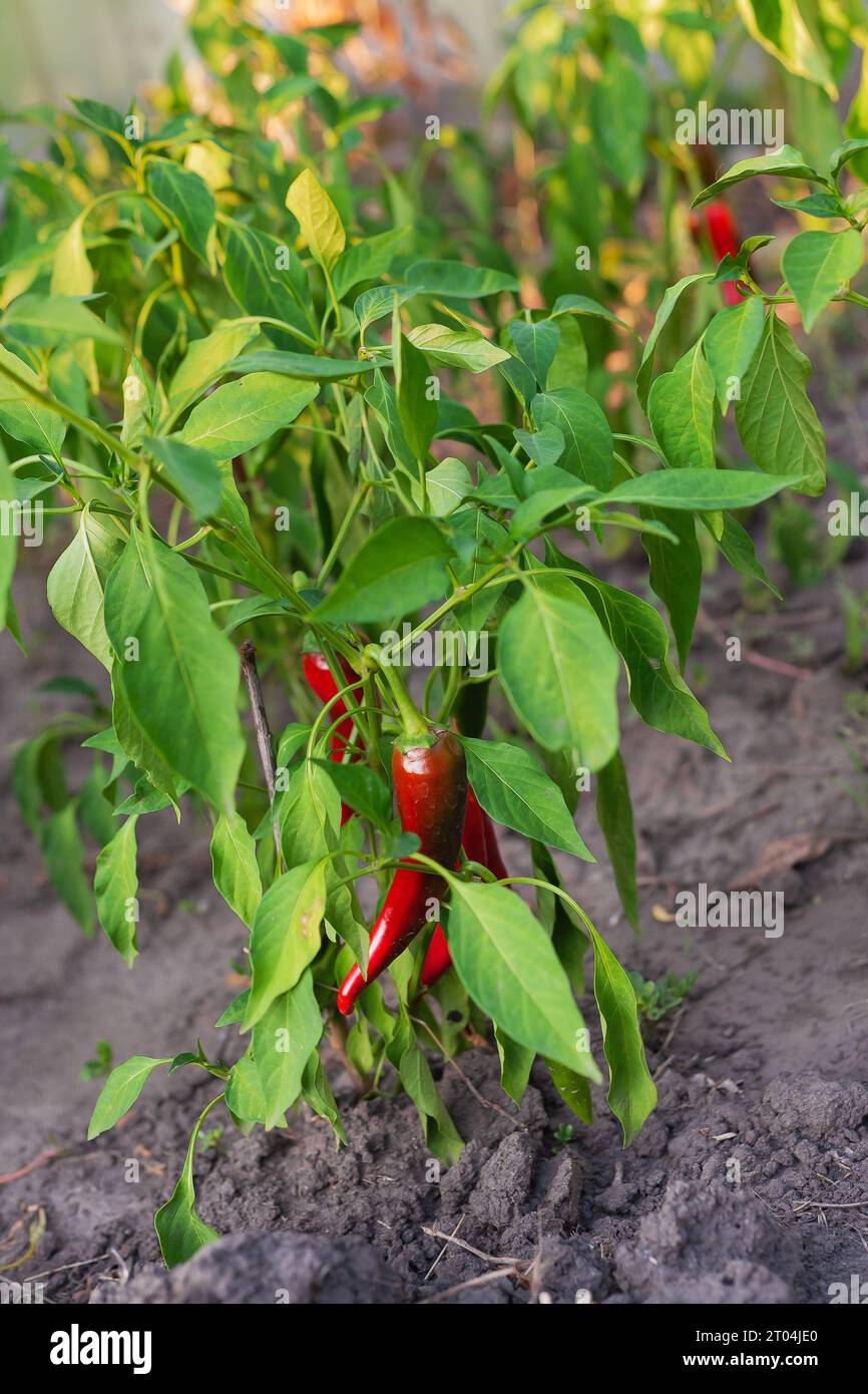 the fruits of red hot pepper grow on a bush in the garden on a summer day. Vertical photography Stock Photo