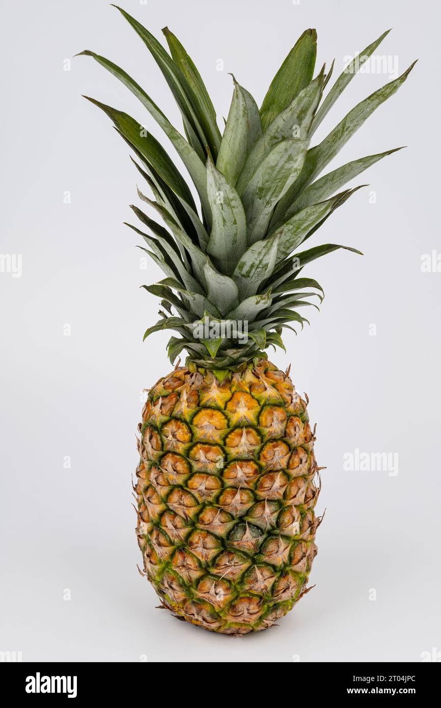 fresh pineapple fruit against white background Stock Photo