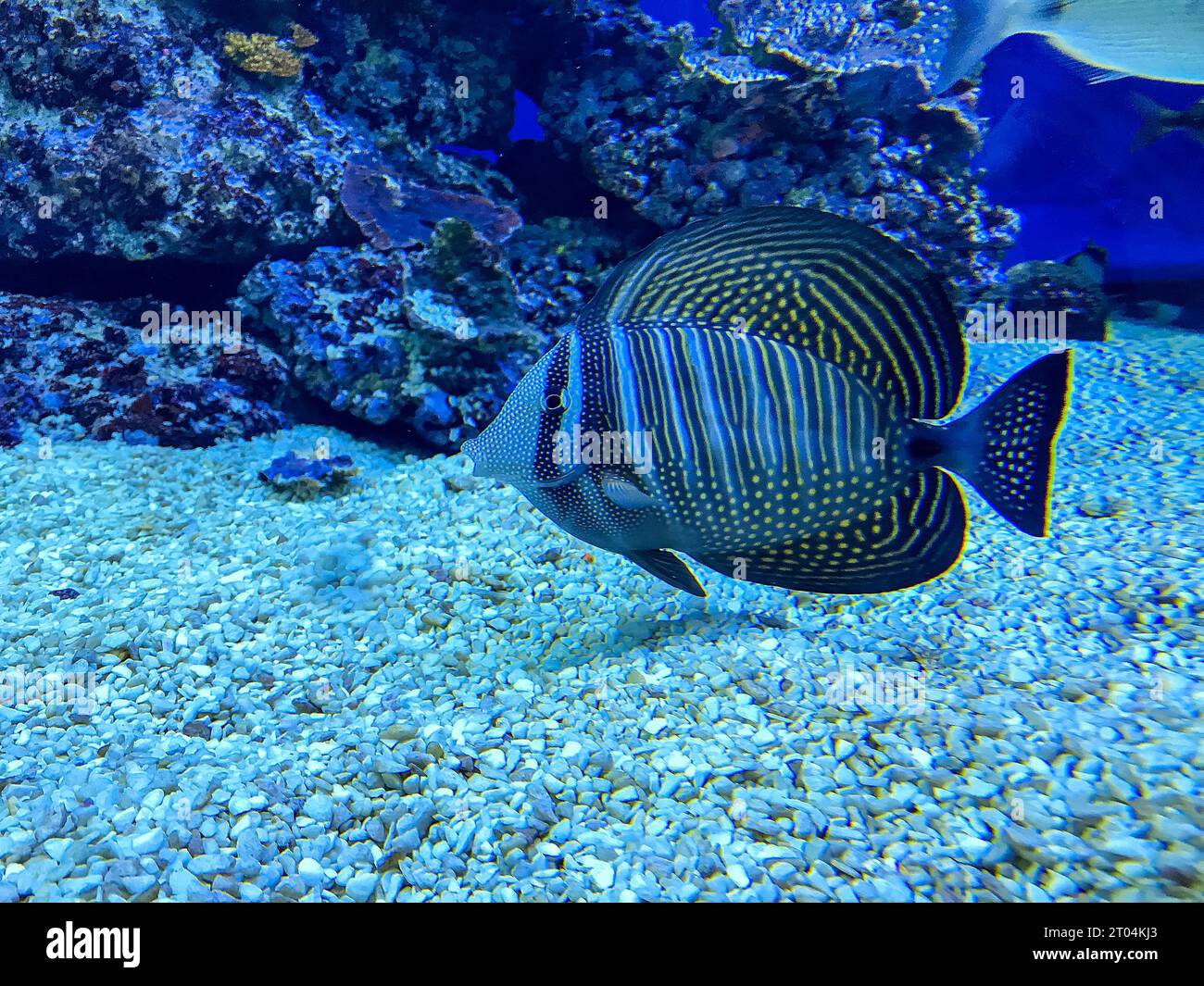 Zebrasoma veliferum fish commonly known as Sailfin Tang swimming in the aquarium of Eilat, Israel's Underwater Observatory Park Stock Photo