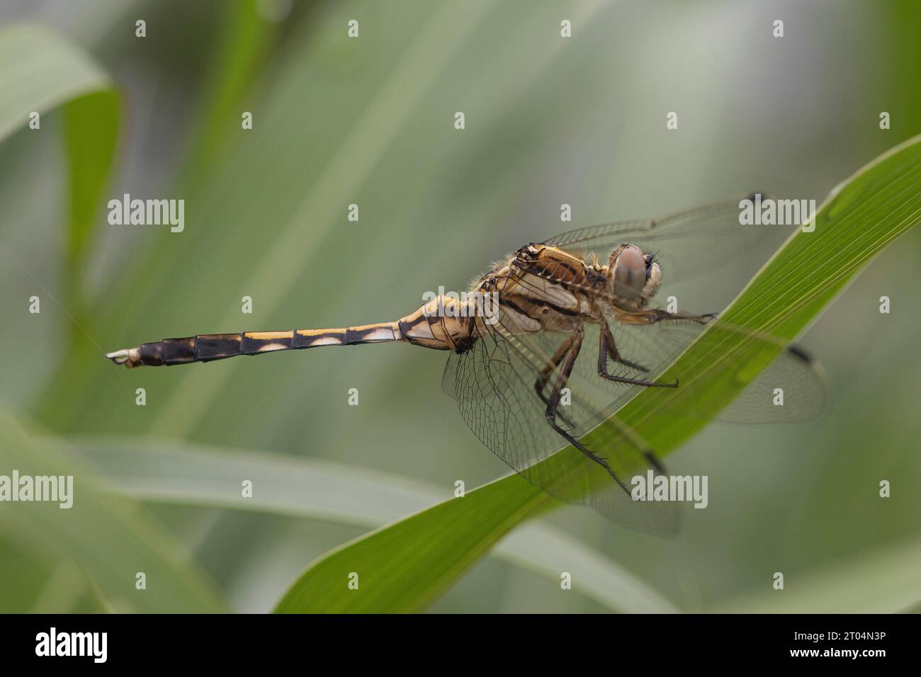 Female White-tailed Skimmer dragonfly, perched on a reed Stock Photo
