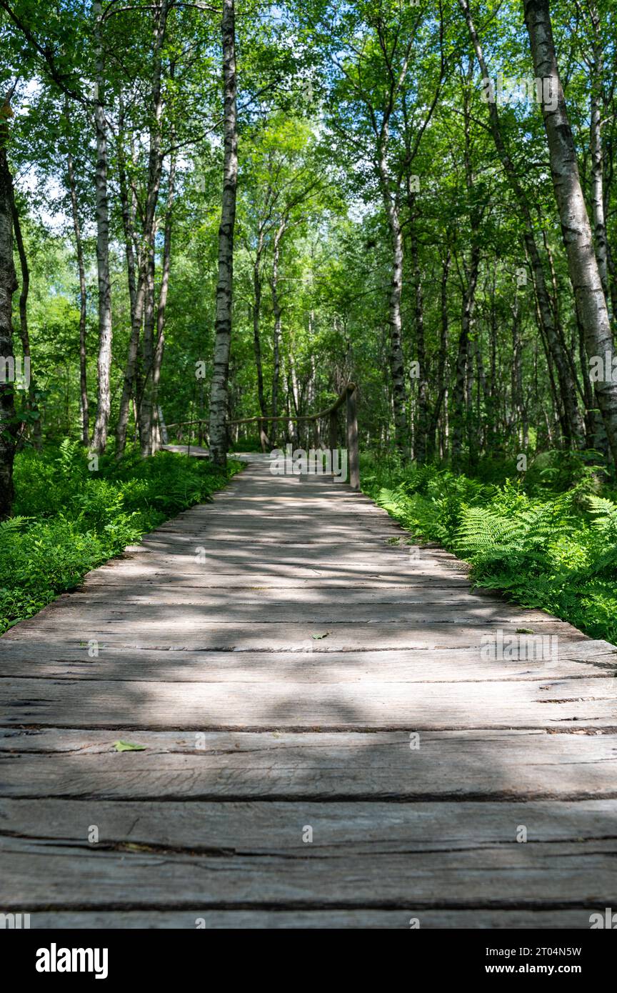 A Carpathian birch  ( Betula carpatica )  forest with wooden footbridge in the red moor in the high Rhön, Hesse, Germany Stock Photo