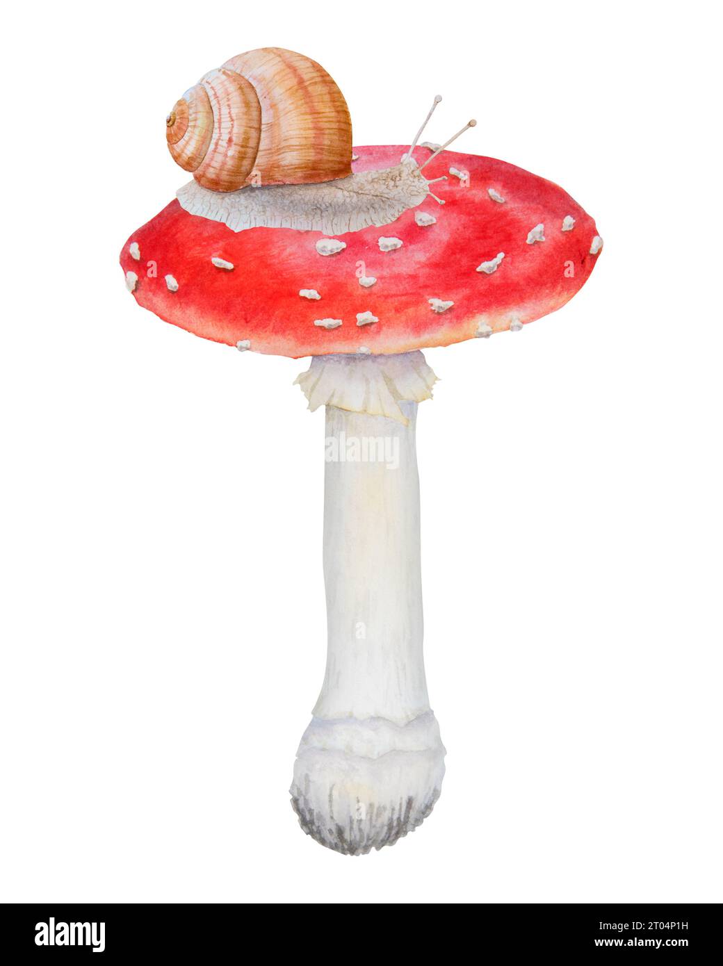 Red fly agaric and grape Roman snail. Watercolor hand drawn illustration. Realistic botanical Amanita muscaria mushroom clip art for books, stickers Stock Photo