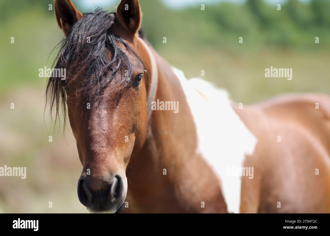 Old Appaloosa horse Stock Photo - Alamy