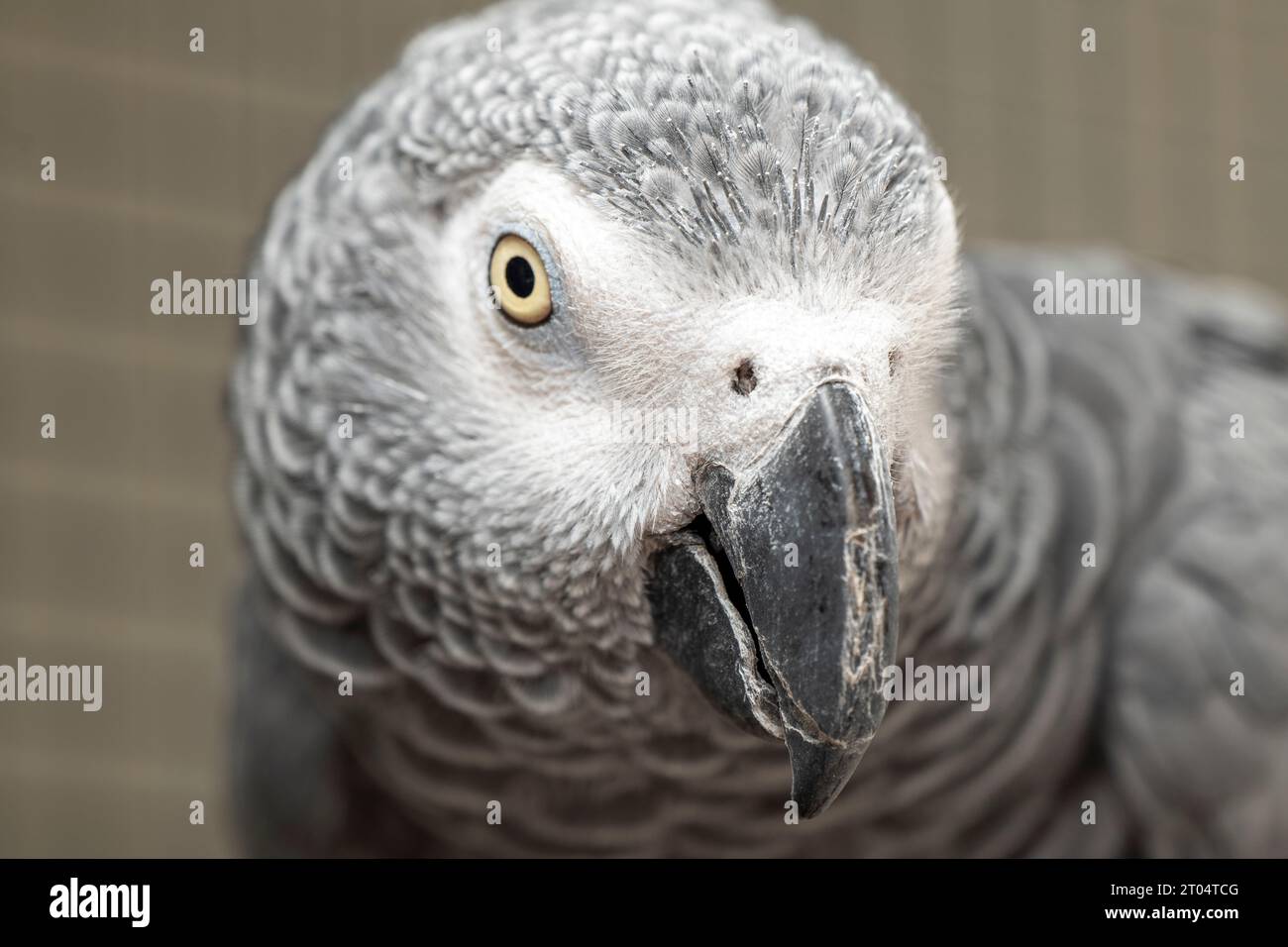 Head portrait of gray parrot Stock Photo