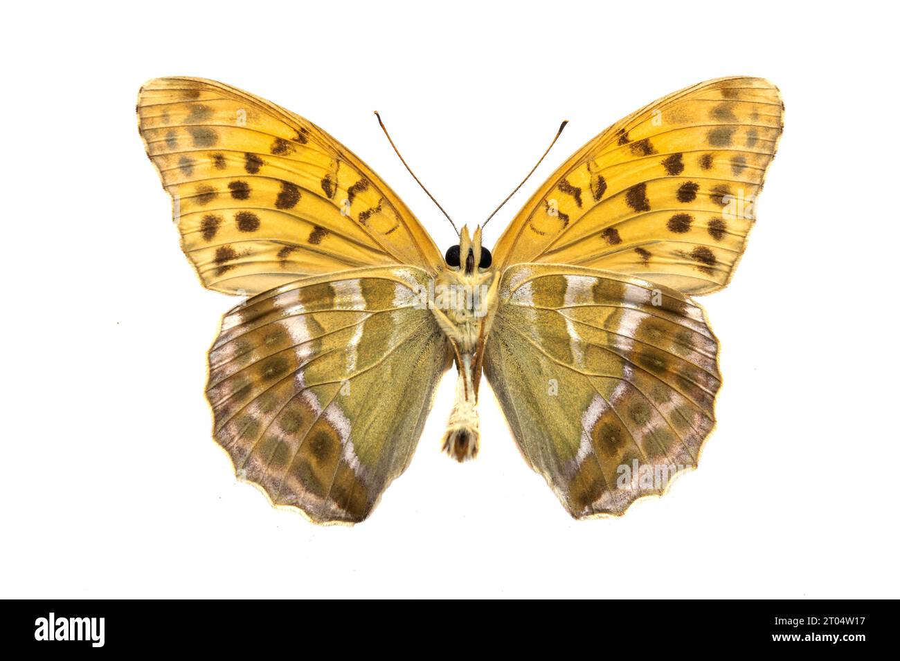 silver-washed fritillary (Argynnis paphia), male, underside, cut out Stock Photo