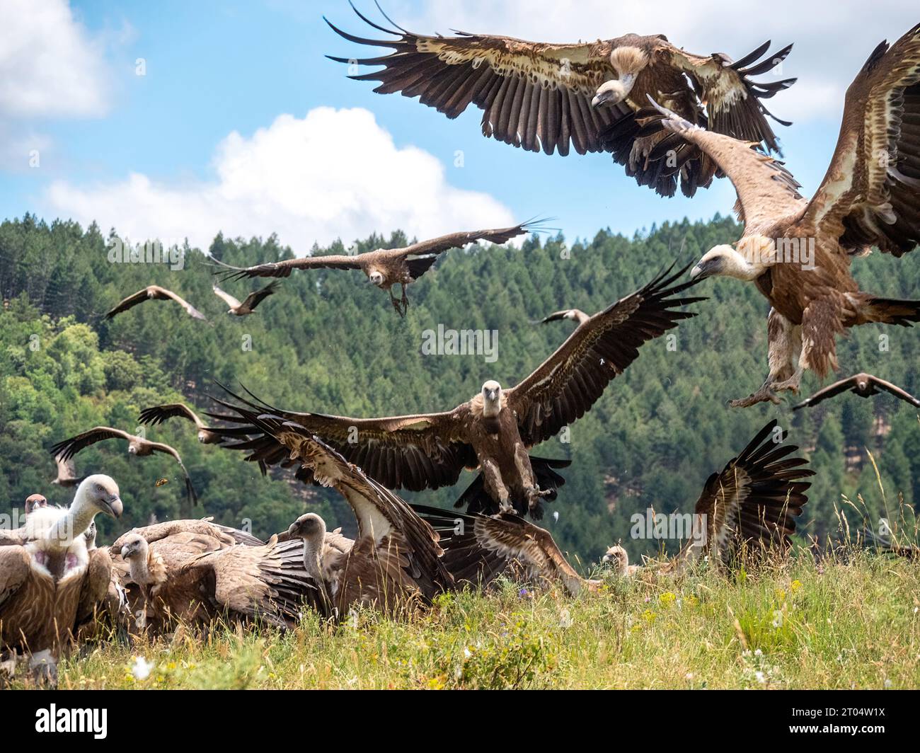 griffon vulture (Gyps fulvus), number of vultures falling in on a carcass, France, Granes Stock Photo