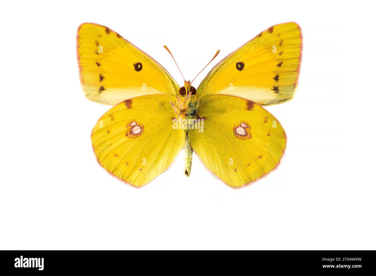Dark Clouded Yellow, Common Clouded Yellow (Colias croceus, Colias crocea), male, underside, cut out Stock Photo
