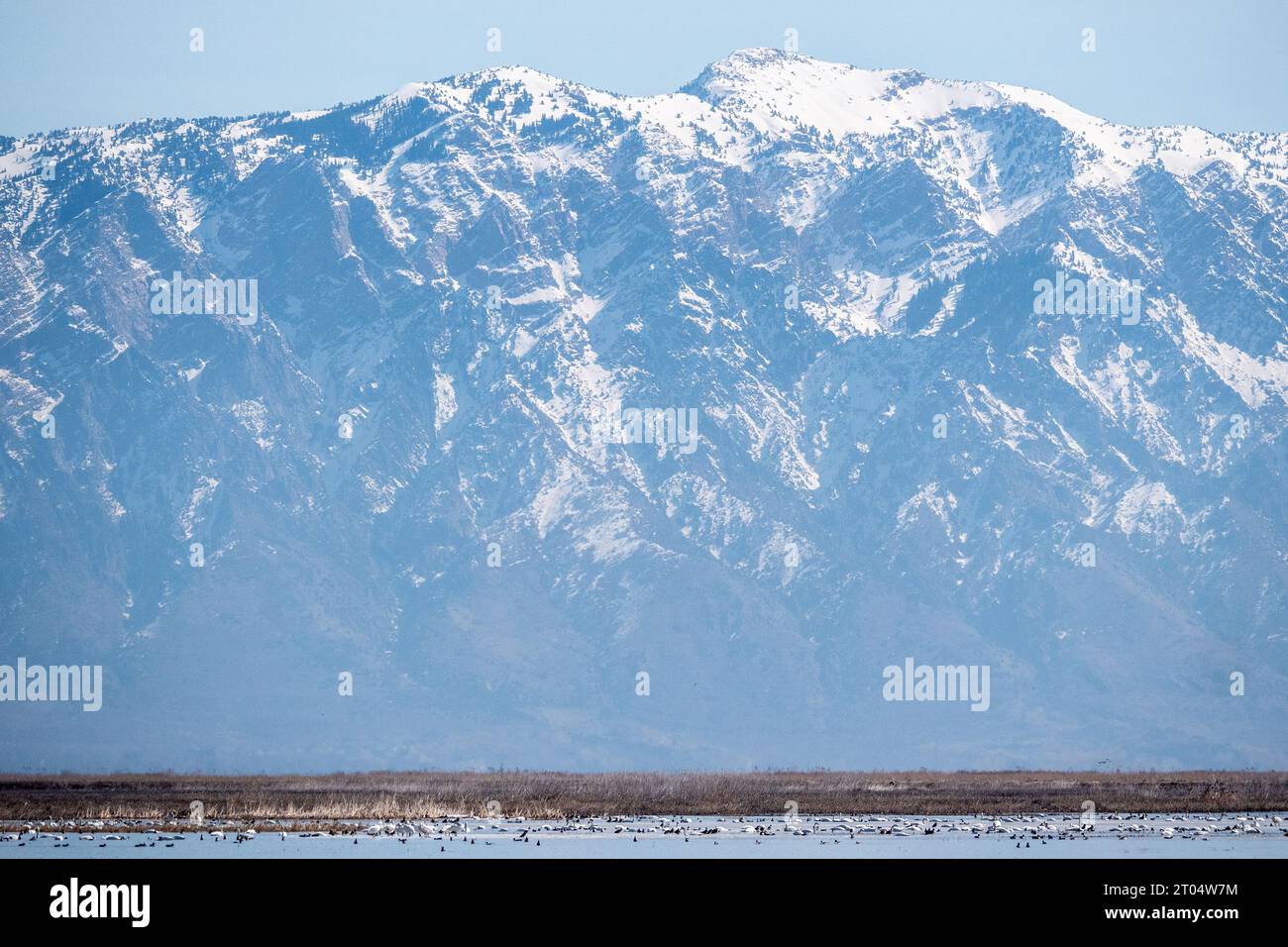 whooper swan (Cygnus cygnus), large number of swans among american coots and pintails in a lake in the Bear River Migratory Bird Refuge, Rocky Stock Photo