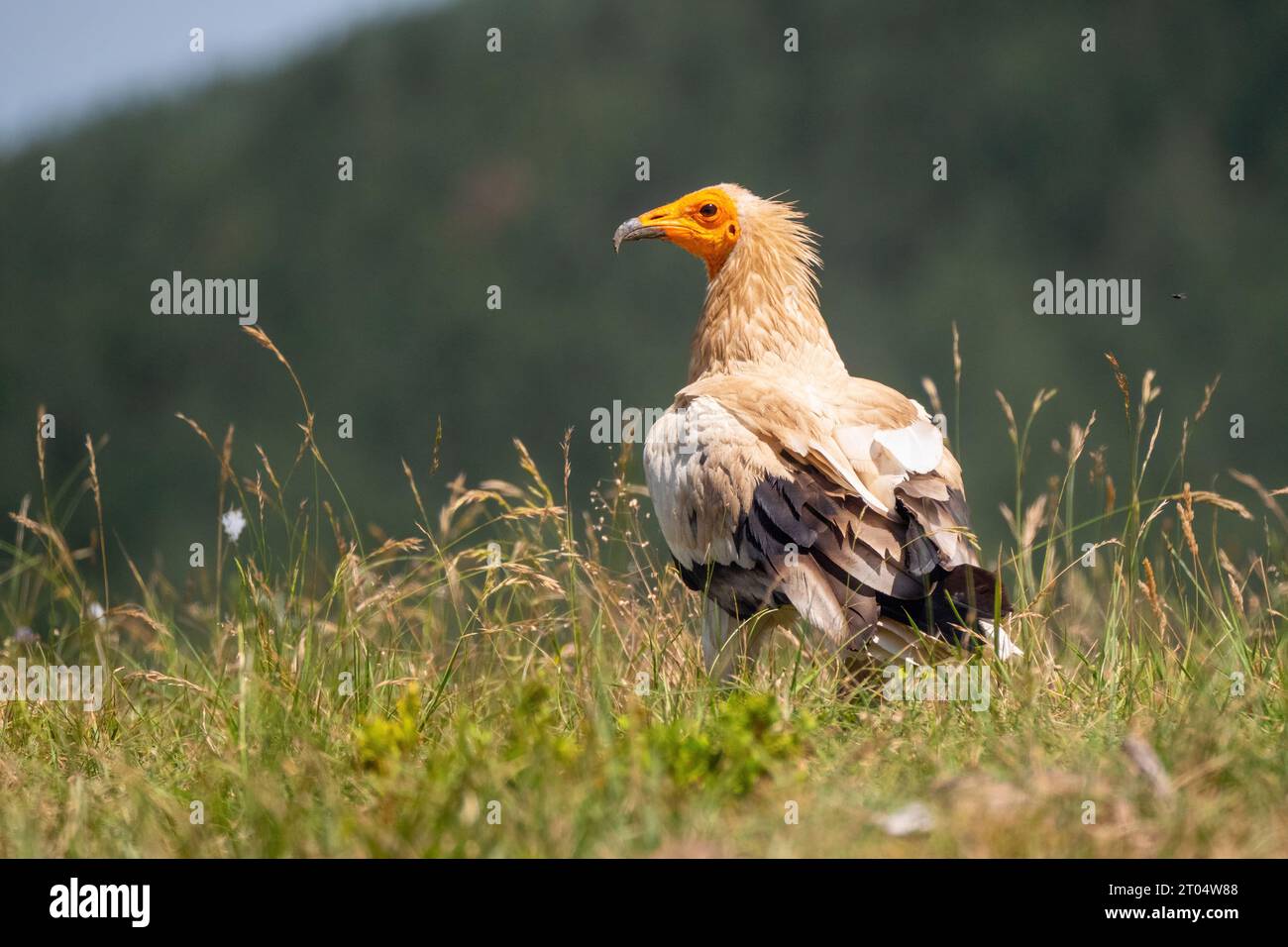 Egyptian vulture (Neophron percnopterus), sitting in a meadow, France, Granes Stock Photo