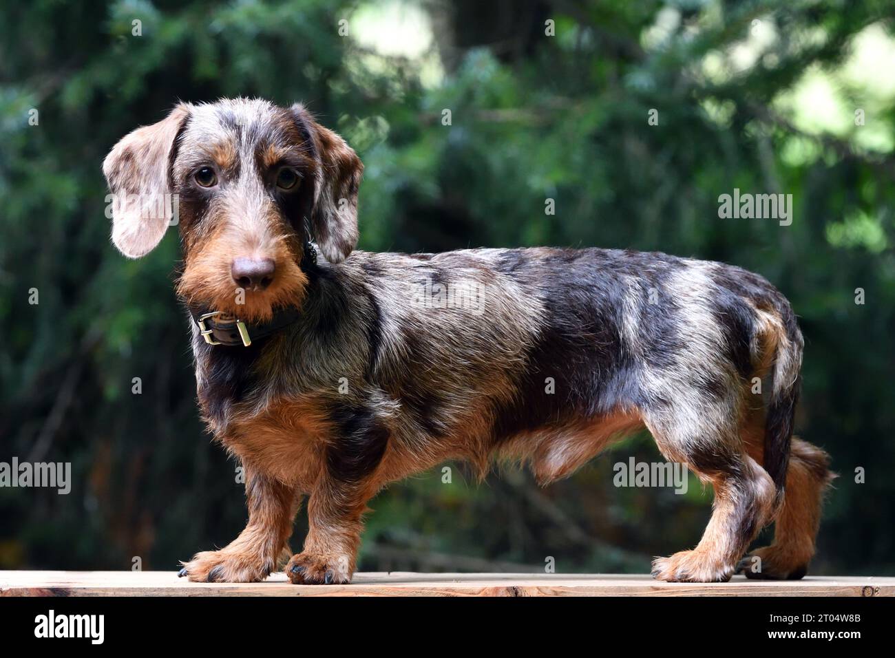 Wire-haired Dachshund, Wire-haired sausage dog, domestic dog (Canis lupus f. familiaris), juvenile dapple male dog standing on a wooden board, side Stock Photo