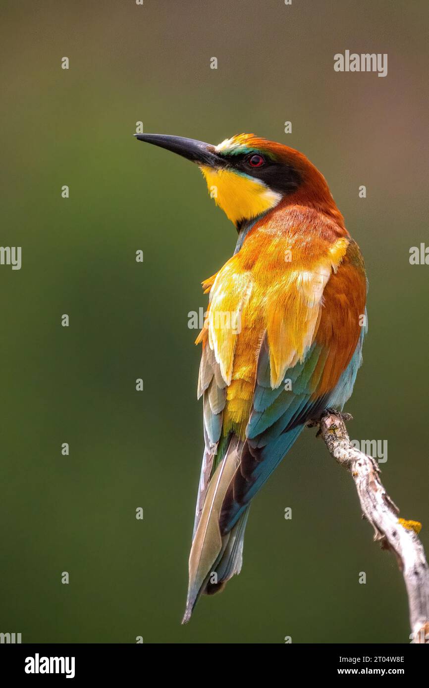 European bee eater (Merops apiaster), sitting on a branch, France, Granes Stock Photo