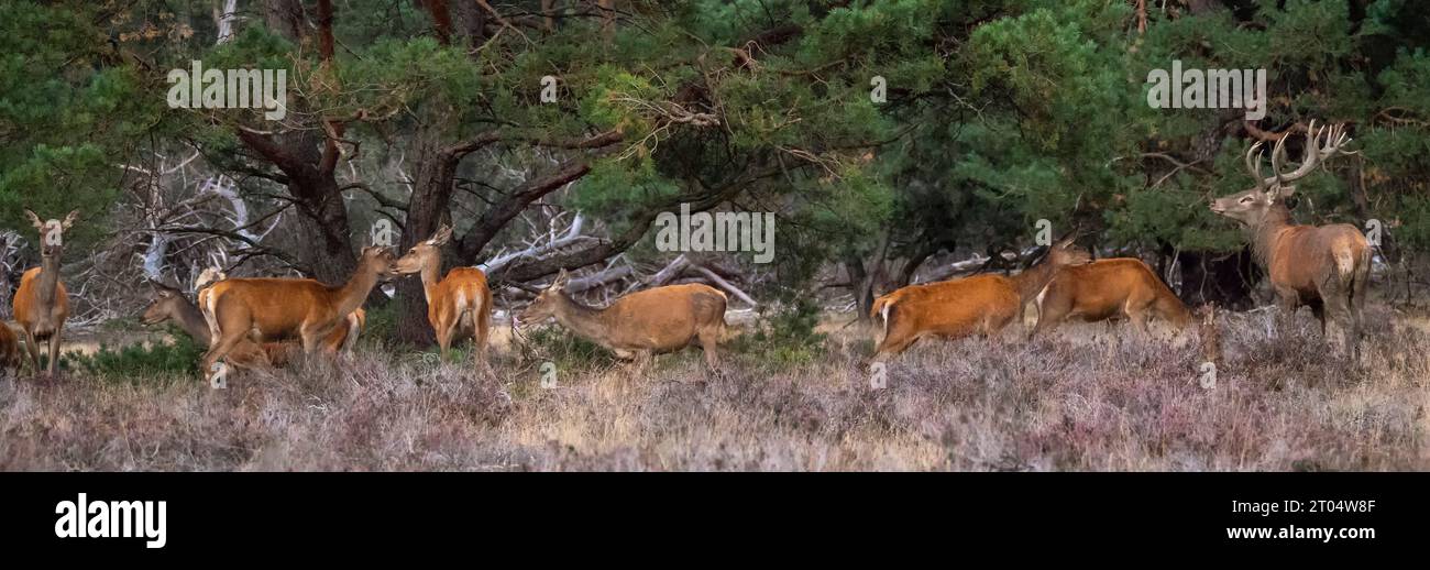 red deer (Cervus elaphus), male is herding it's eight hinds, it has very well developed antlers, Netherlands, Gelderland, Beekbergen Stock Photo