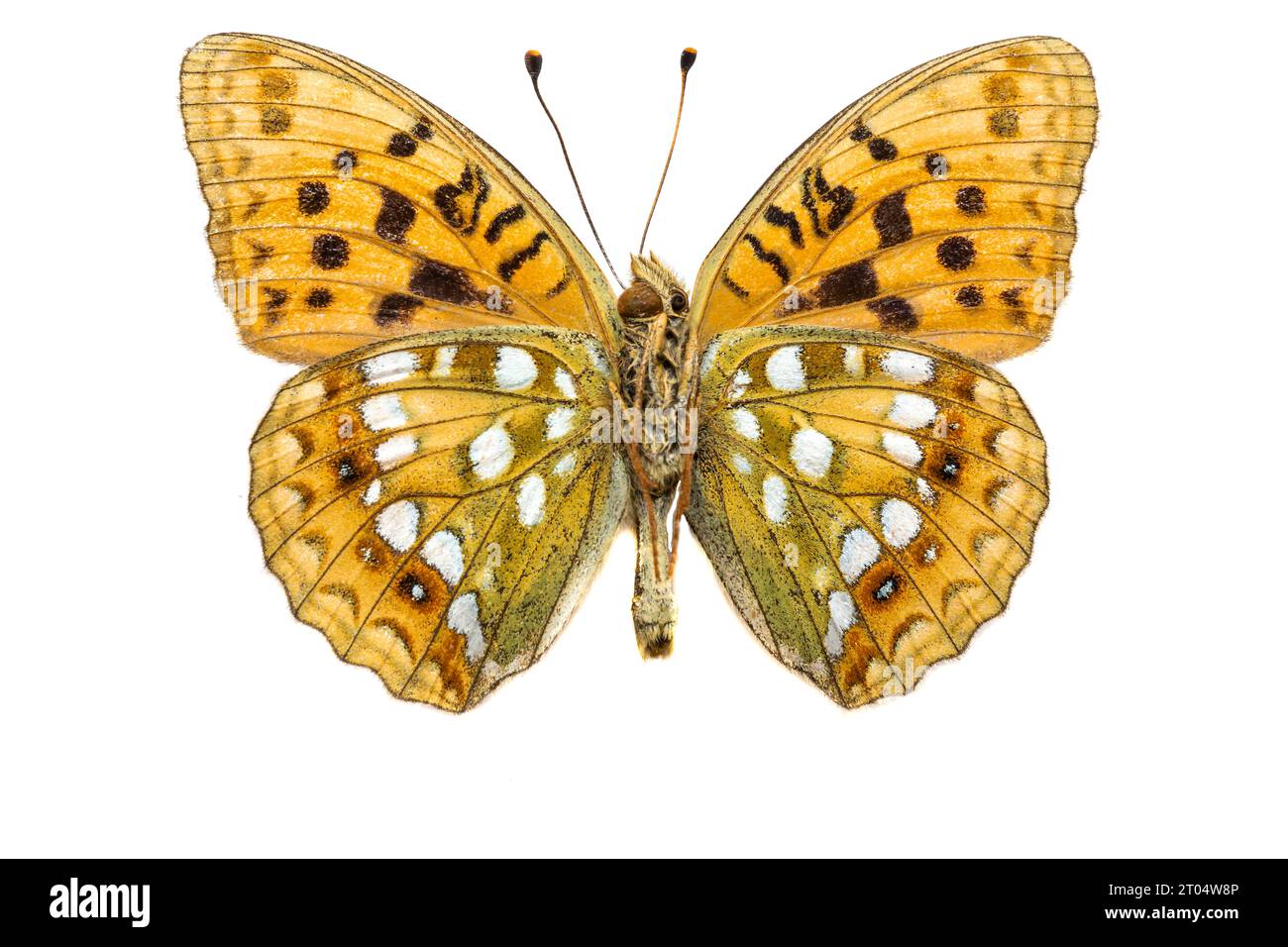 high brown fritillary (Argynnis adippe, Fabriciana adippe), male, underside, cut out Stock Photo