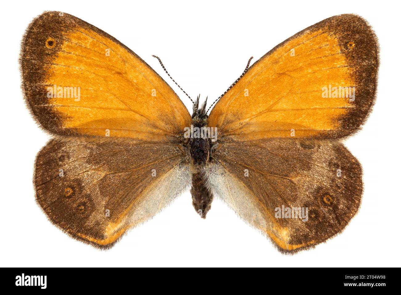 pearly heath (Coenonympha arcania), female, upper side, cut out Stock Photo