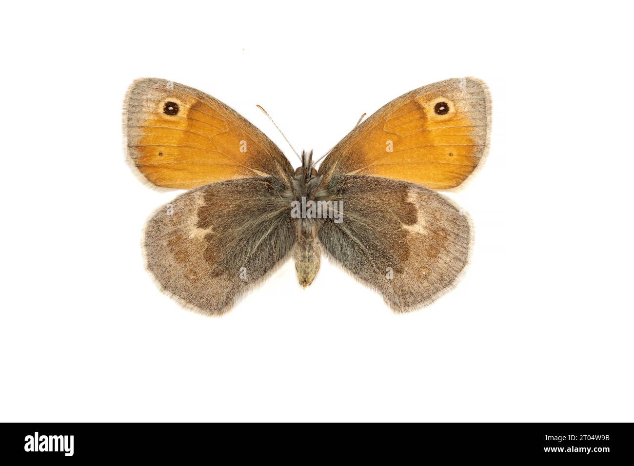 small heath (Coenonympha pamphilus), female, underside, cut out Stock Photo