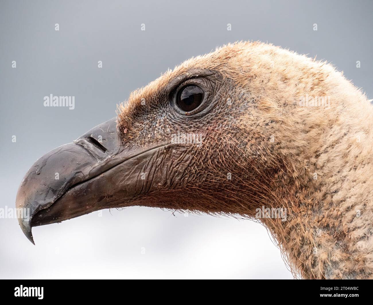 griffon vulture (Gyps fulvus), portrait, France, Granes Stock Photo