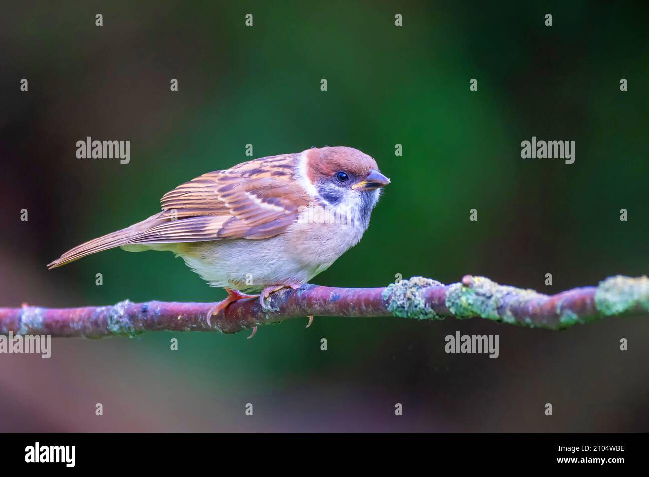 Eurasian tree sparrow (Passer montanus), sitting on a branch, Netherlands, Alblasserdam Stock Photo