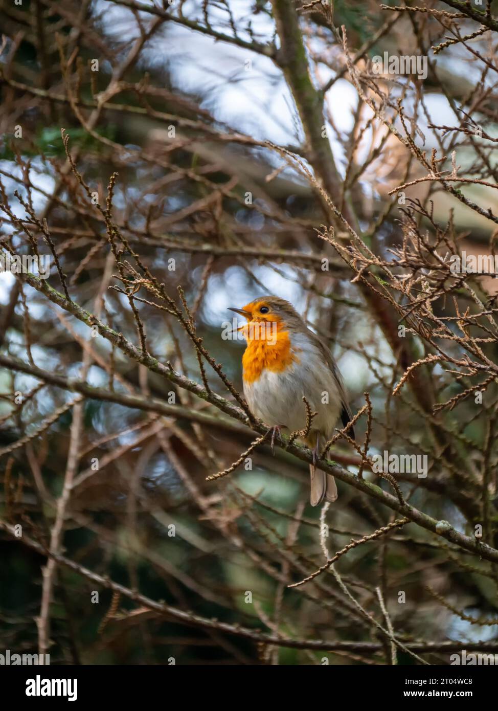 European robin (Erithacus rubecula), sitting on a branch, singing, Netherlands, Gelderland Stock Photo