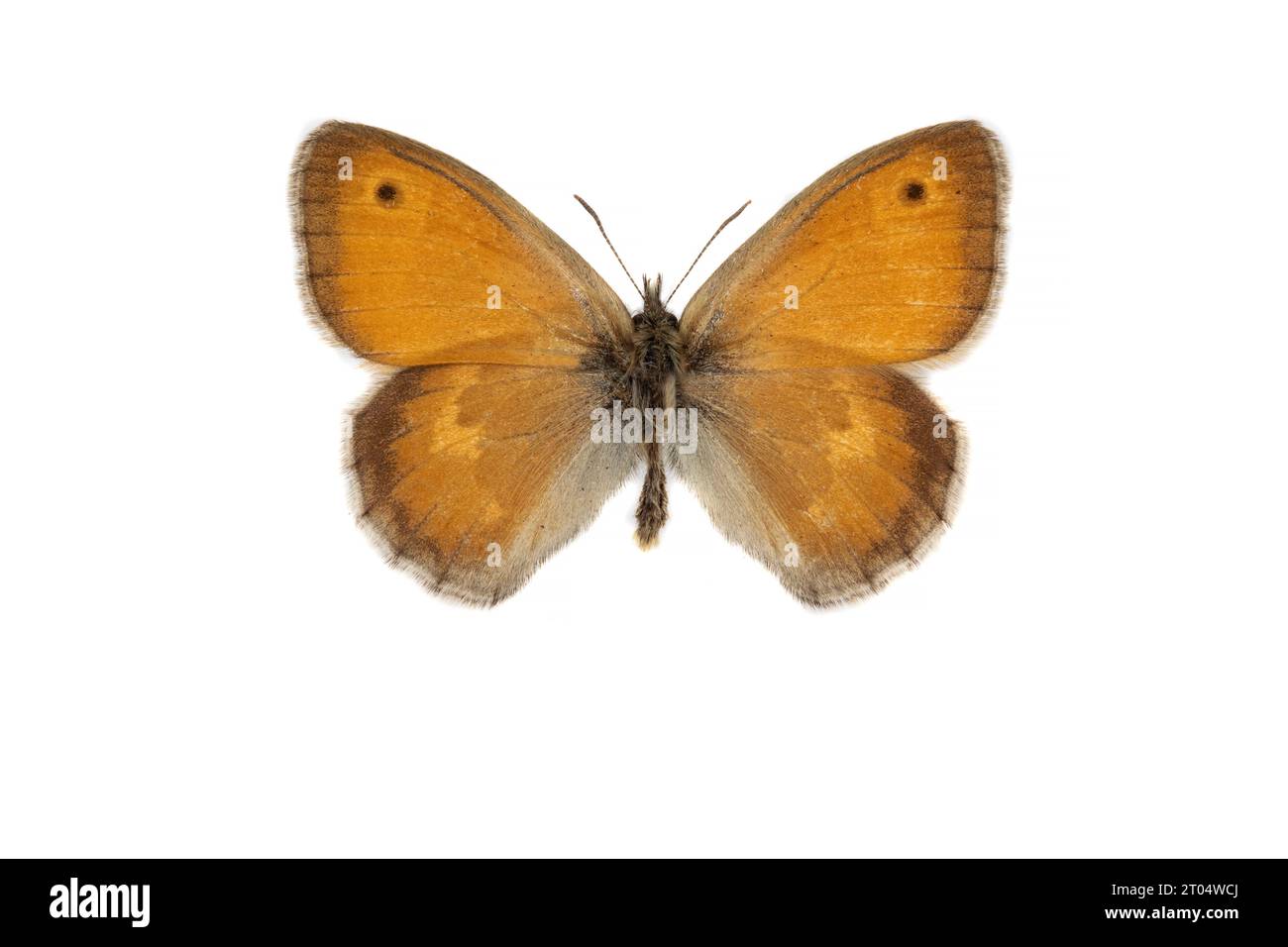 small heath (Coenonympha pamphilus), male, upper side, cut out Stock