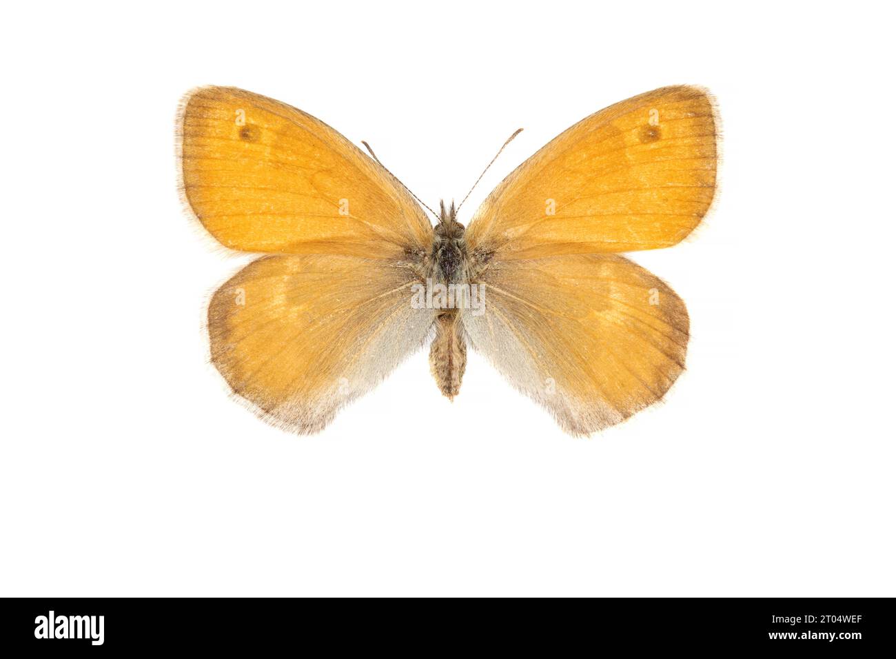 small heath (Coenonympha pamphilus), female, upper side, cut out Stock Photo