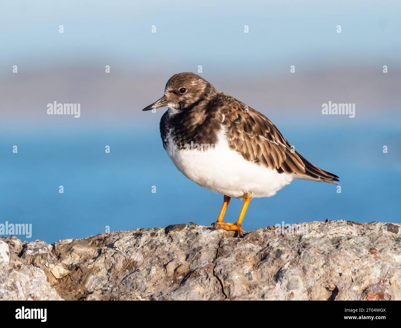 ruddy turnstone (Arenaria interpres), in winter plumage, resting on a rock., Netherlands, Northern Netherlands, Ijmuiden Stock Photo