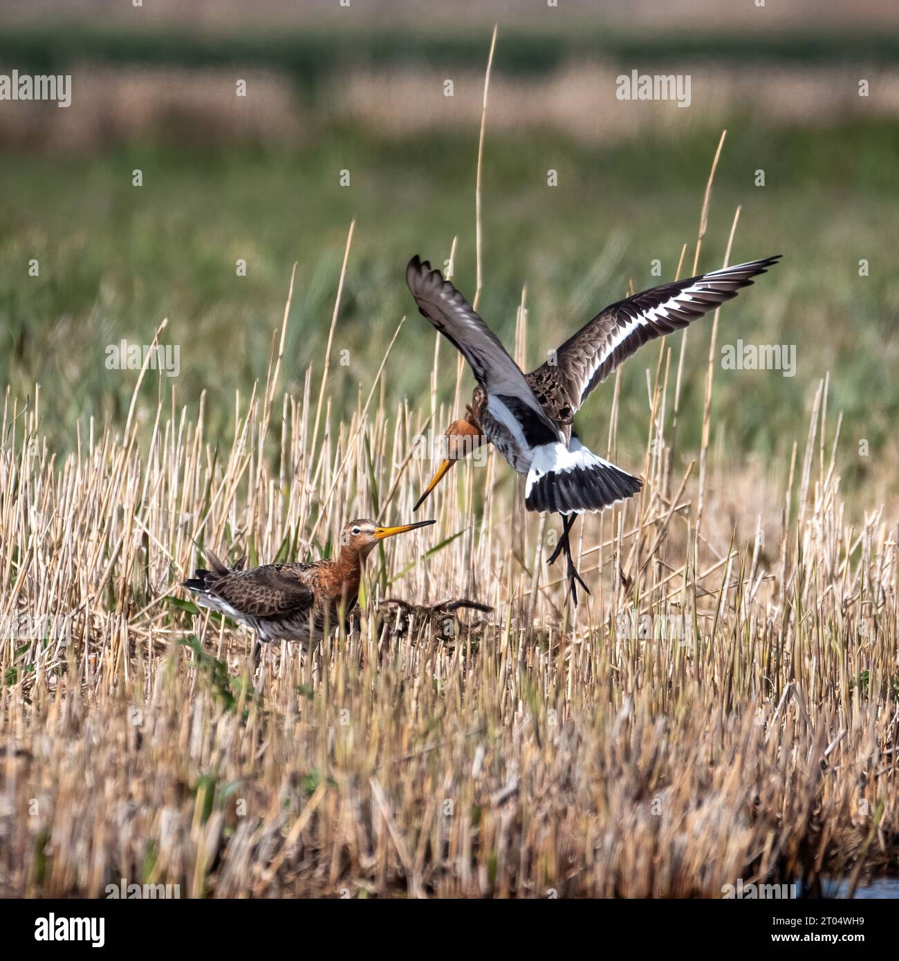 black-tailed godwit (Limosa limosa), one Godwit attacking another , Netherlands, Northern Netherlands, Zolderland Stock Photo