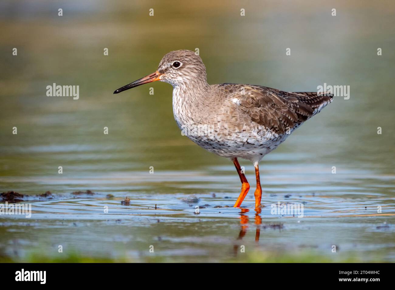 common redshank (Tringa totanus), in shallow water, Netherlands, Northern Netherlands, Den Helder Stock Photo