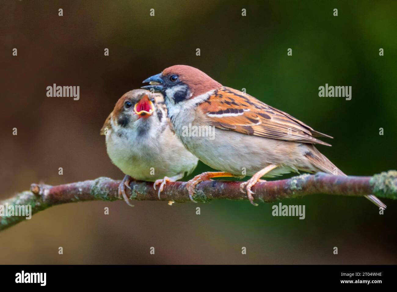 Eurasian tree sparrow (Passer montanus), Adult feeding juvenile, Netherlands, Alblasserdam Stock Photo