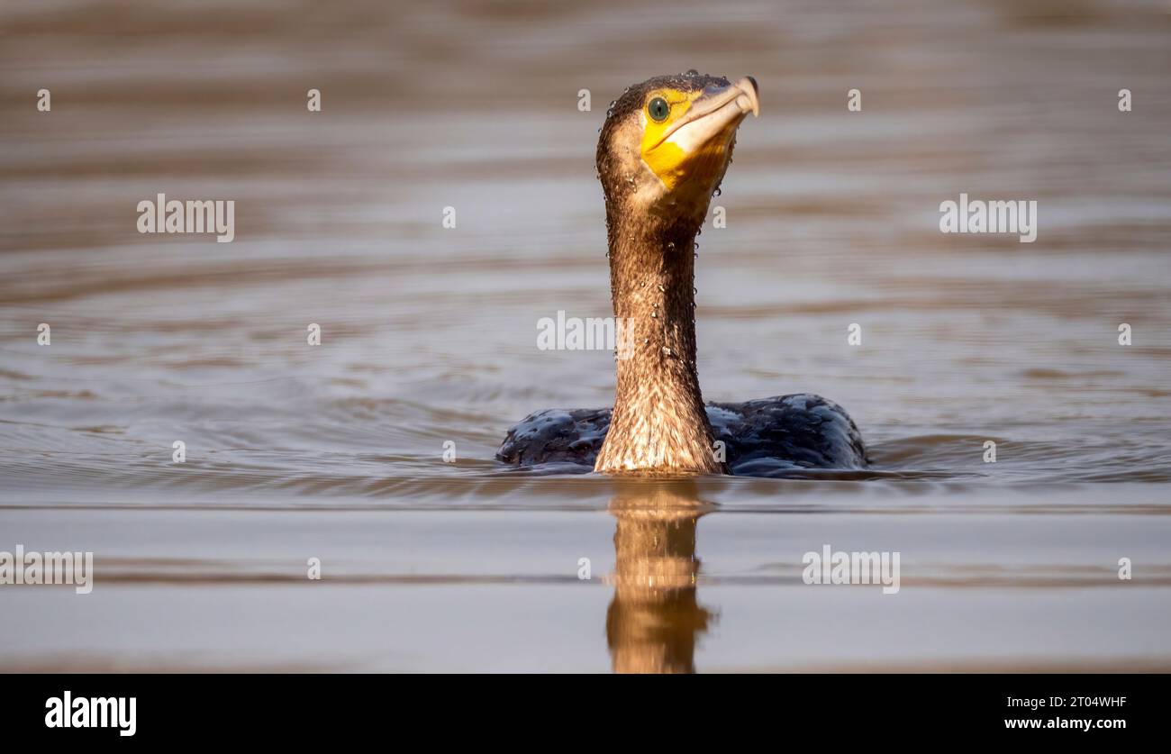 Chinese great cormorant (Phalacrocorax carbo sinensis, Phalacrocorax sinensis), swimming, Netherlands, Polder Breebaart Stock Photo