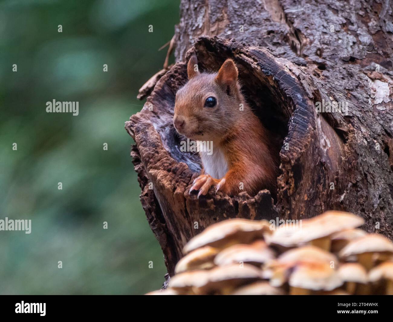 European red squirrel, Eurasian red squirrel (Sciurus vulgaris), looking out a knothole, side view, Netherlands, Overijssel Stock Photo