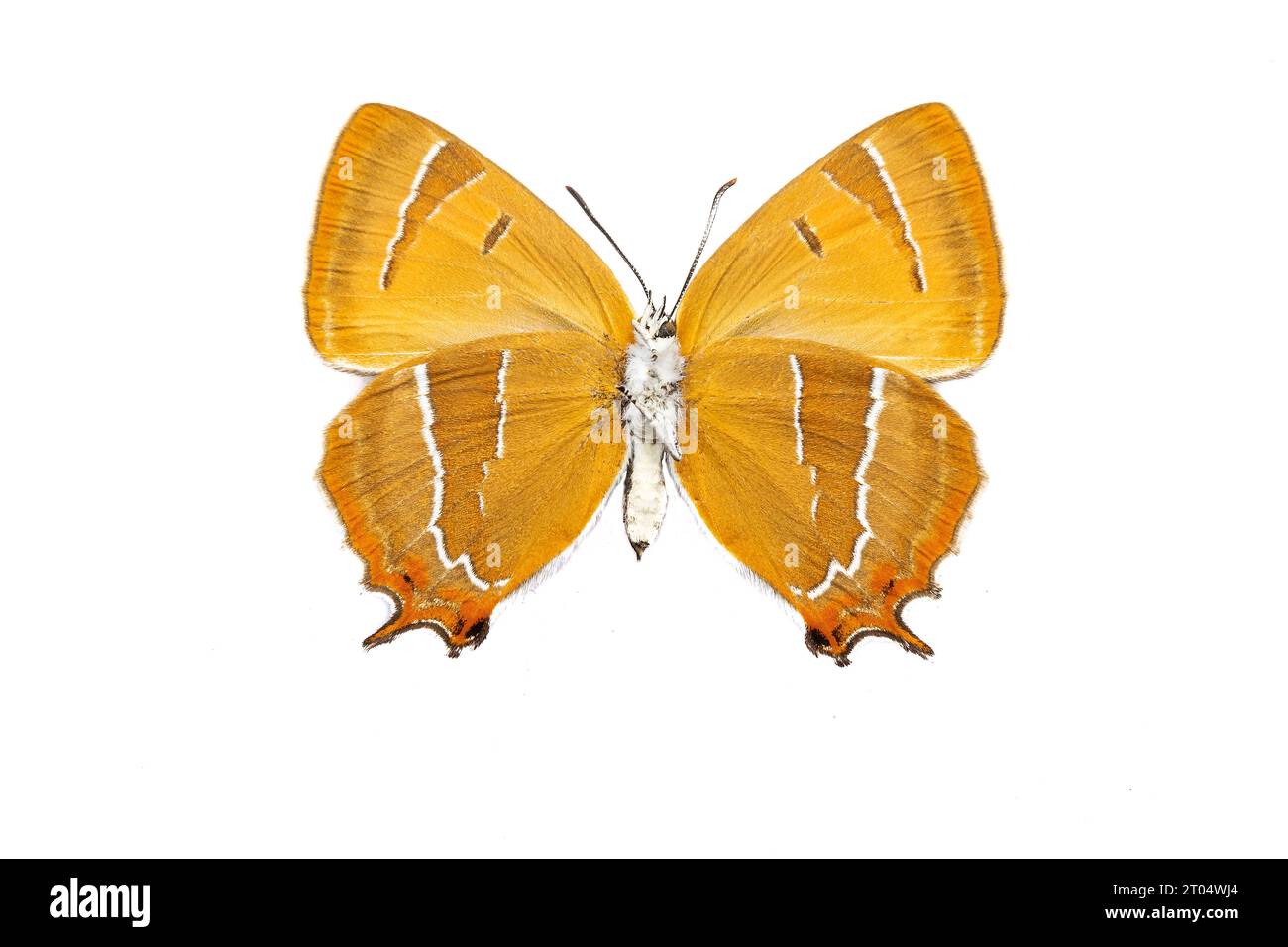 brown hairstreak (Thecla betulae), female, underside, cut out Stock Photo