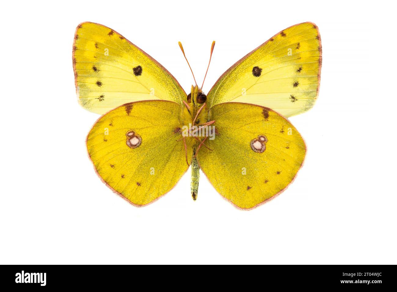 Pale Clouded Yellow (Colias hyale), male, underside, cut out Stock Photo