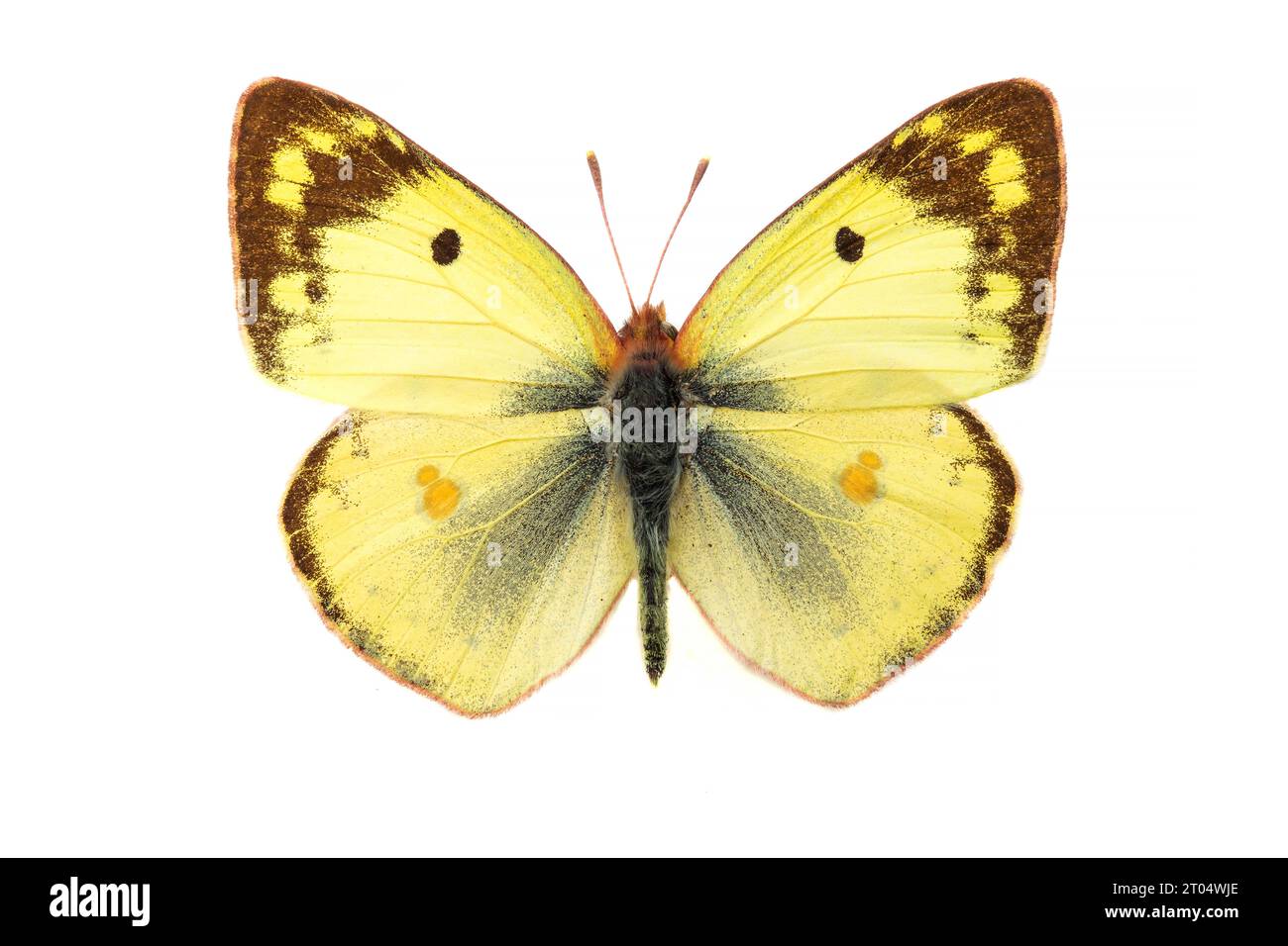 Pale Clouded Yellow (Colias hyale), male, upper side, cut out Stock Photo