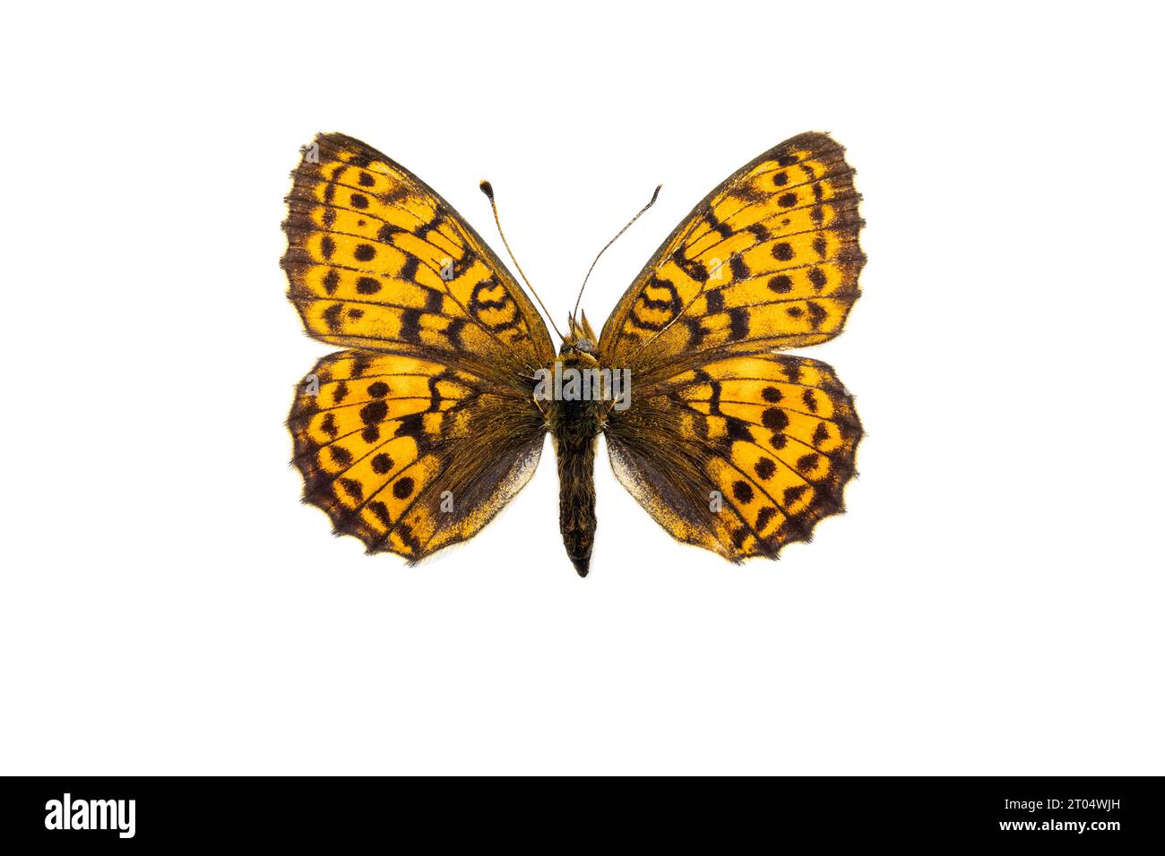 lesser marbled fritillary (Brenthis ino), female, upper side, cut out Stock Photo
