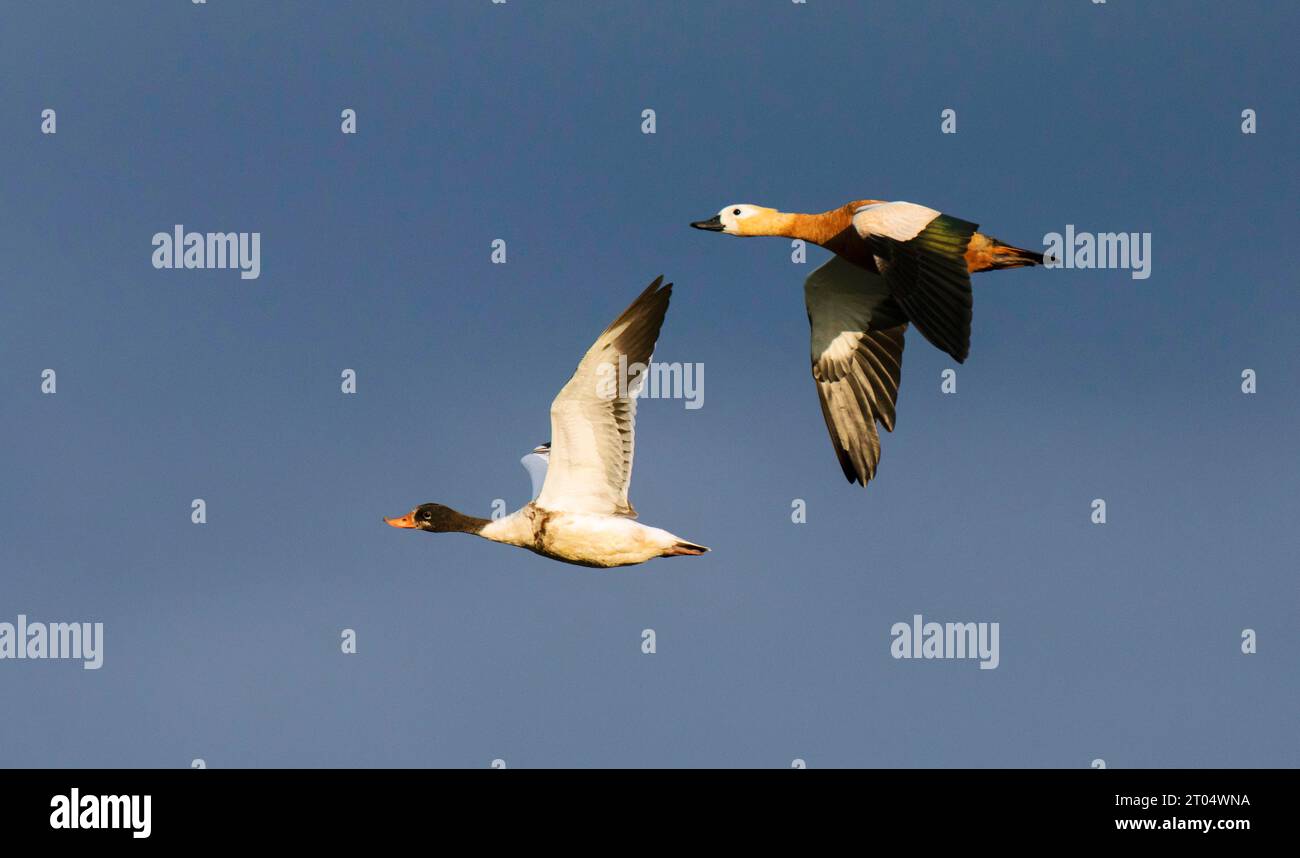 common shelduck (Tadorna tadorna), juvenile flying with adult female Ruddy Shelduck (Tadorna ferruginea) in late evening summer light, Netherlands, Stock Photo