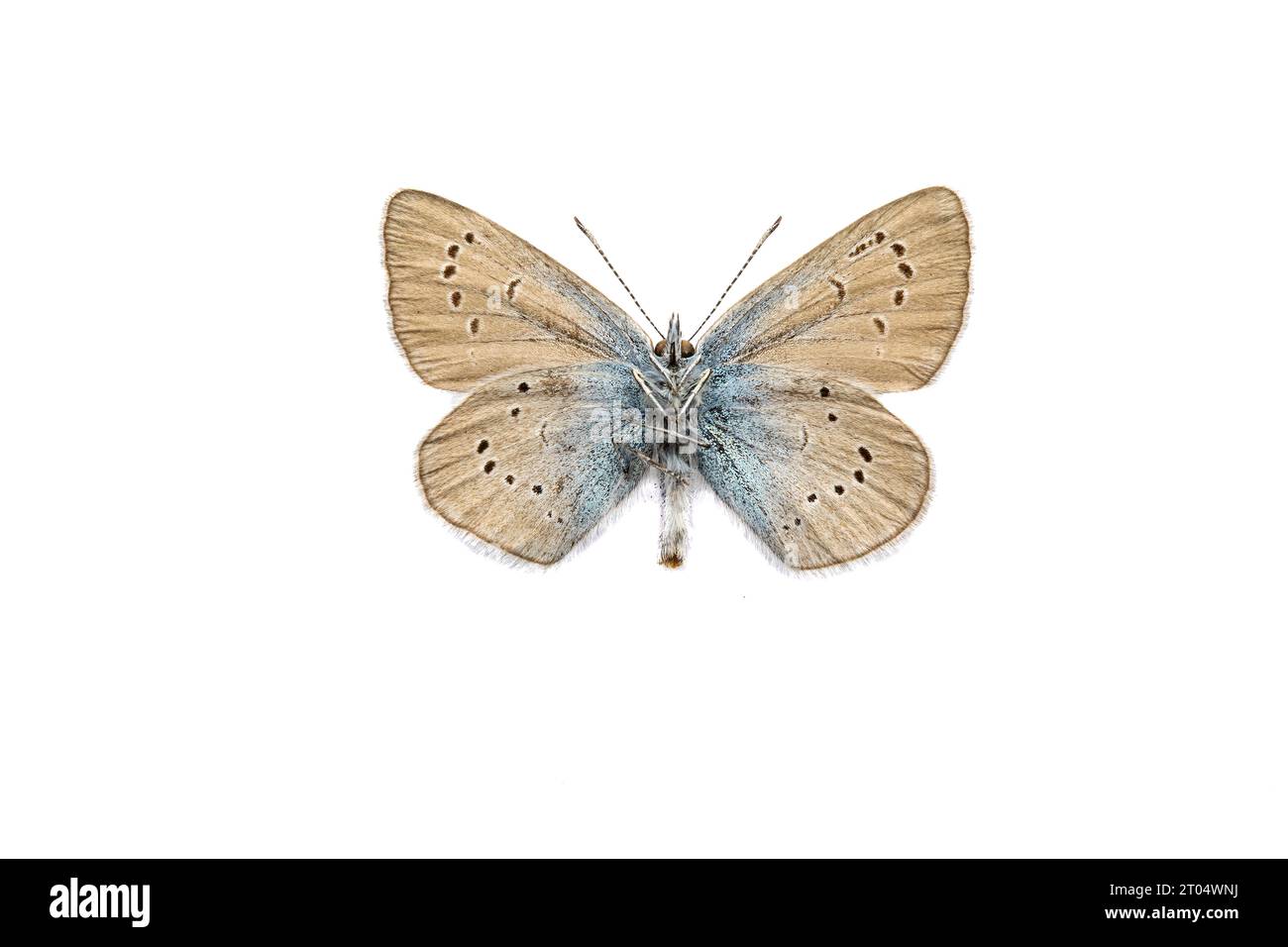 mazarine blue (Polyommatus semiargus, Cyaniris semiargus), male, underside, cut out Stock Photo