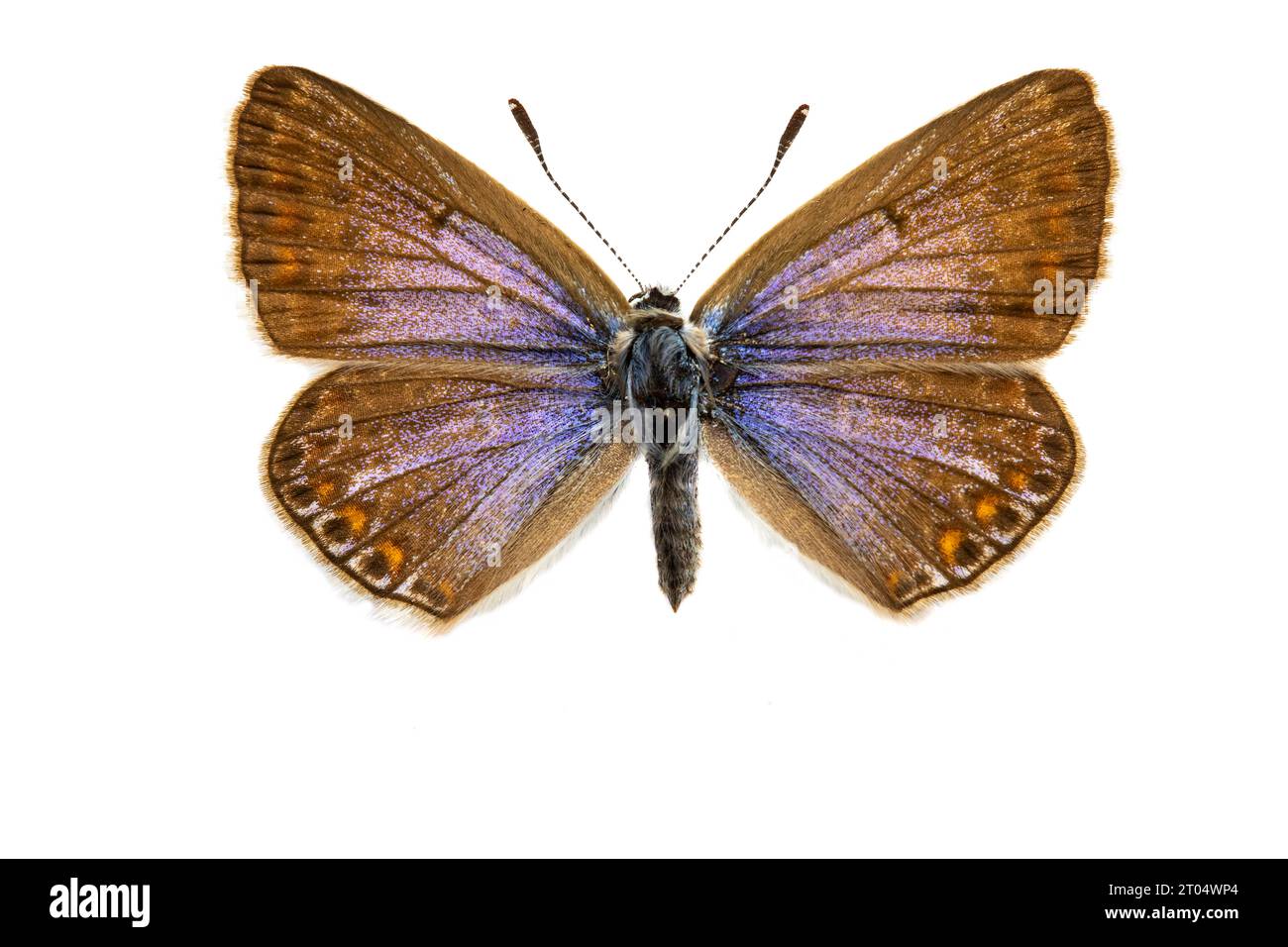 common blue (Polyommatus icarus), female, upper side, cut out Stock Photo